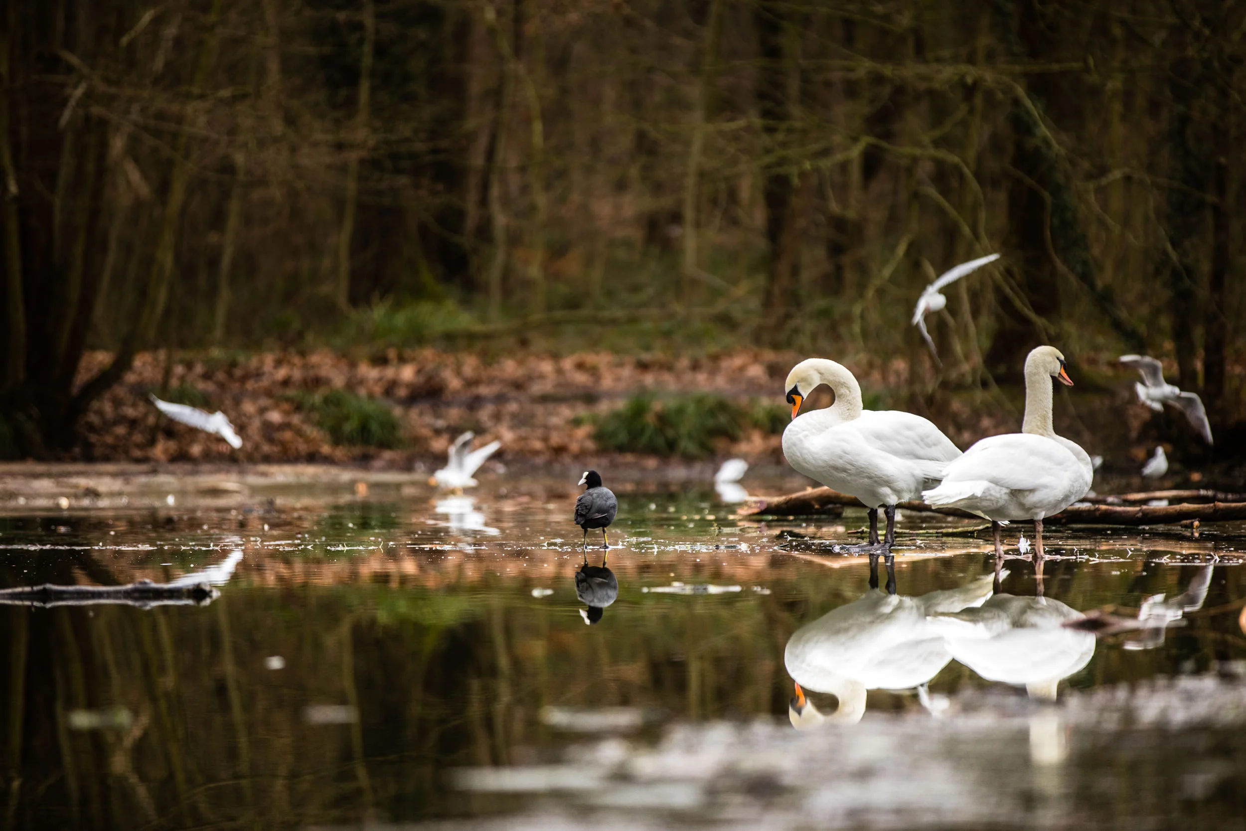 Mute Swans on a frozen lake in a park close to my apartment in Paris, France.