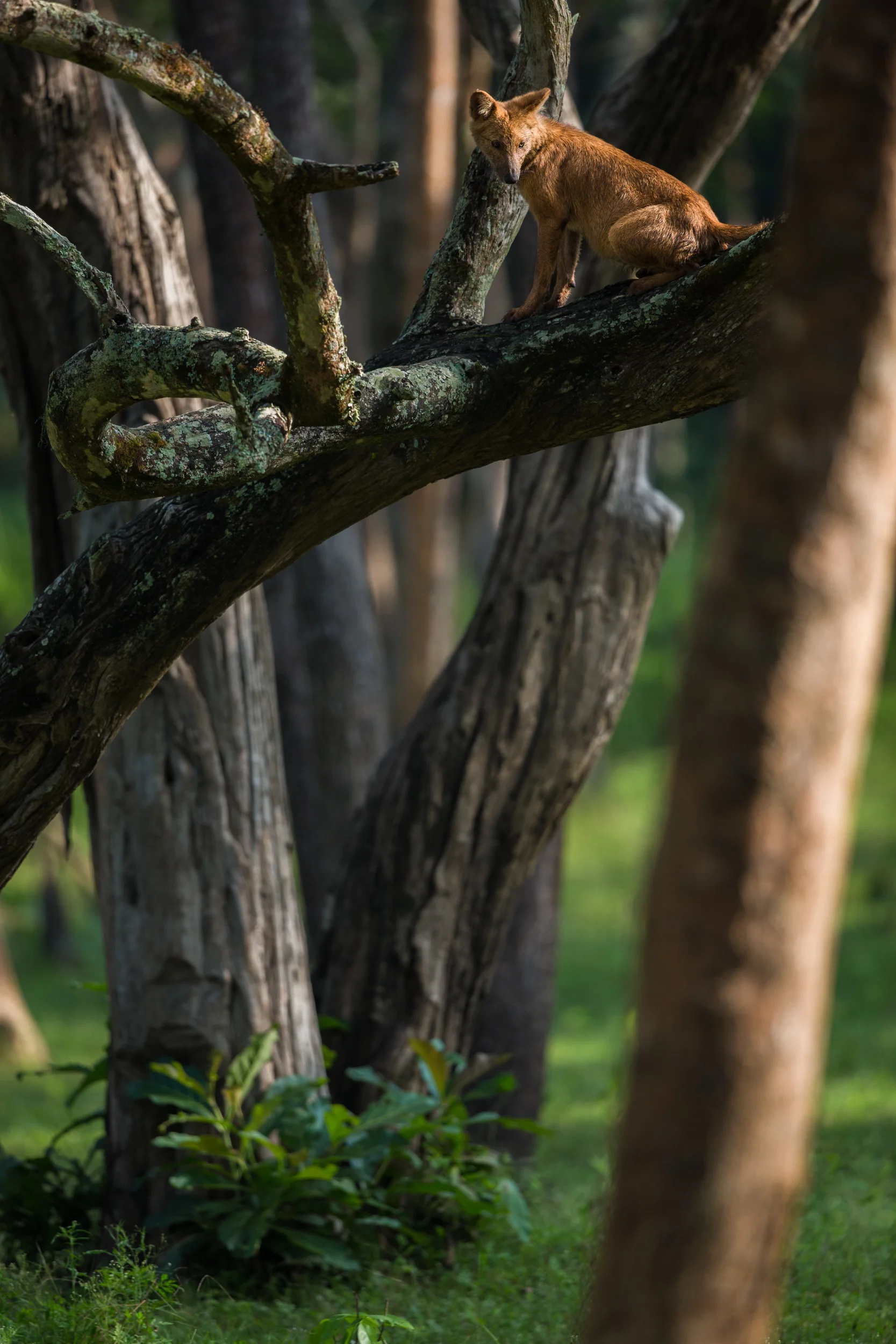 Once while looking for leopards up a tree, i saw this Dhole (Indian wild dog) up a tree instead... very odd behavior for a dog! :)