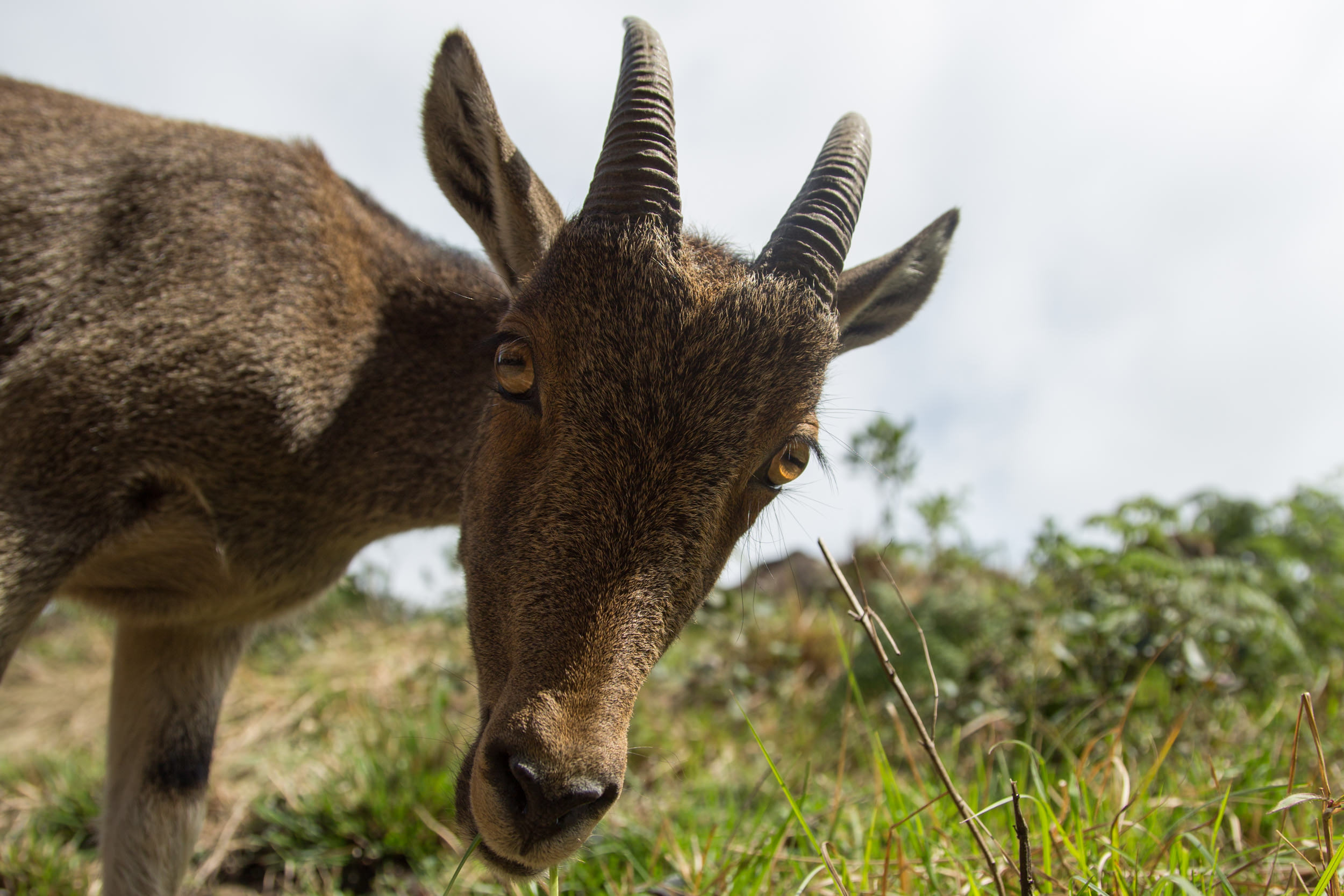 The Niligiri Tahr is just one of them. I've never been so excited to see a goat before now! :)