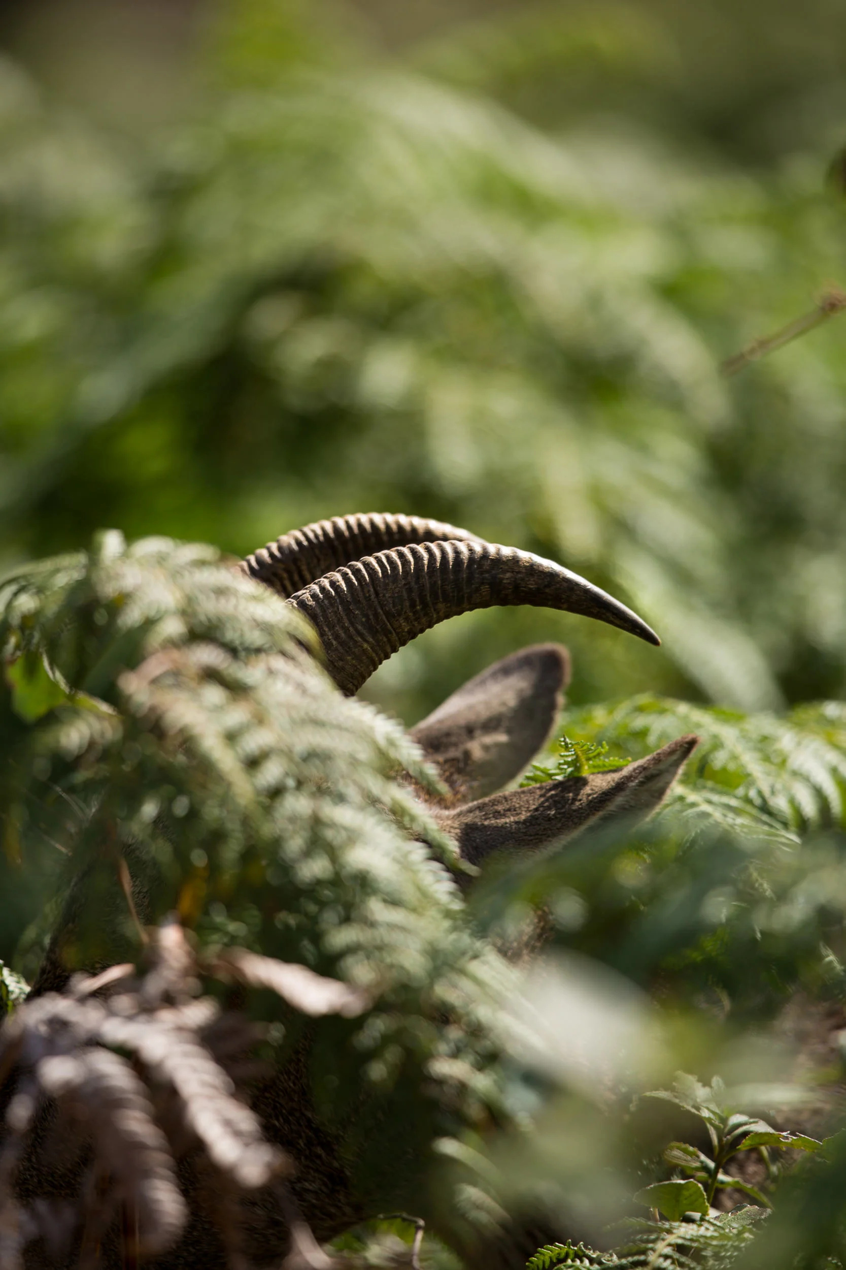 The Nilgiri is the name given to a range of mountains spread across the borders among the states of Tamil Nadu, Karnataka and Kerala, and is hope to some truly amazing and endangered species hidden in the hills...