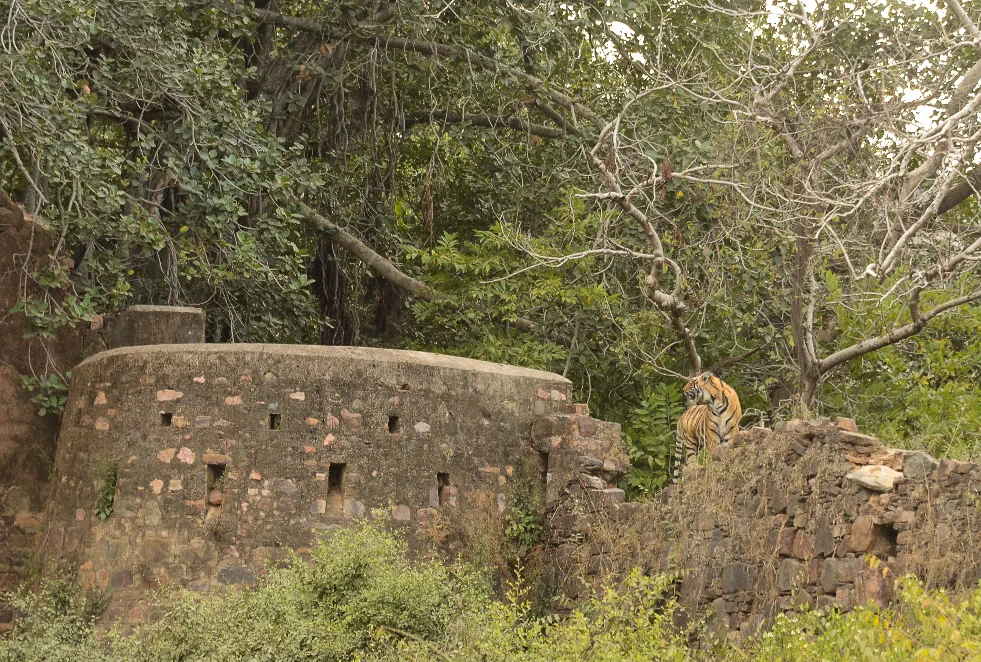 Sub adult Male wondering around ruins of the fort. Copyright Sharad Sharma (with permission)