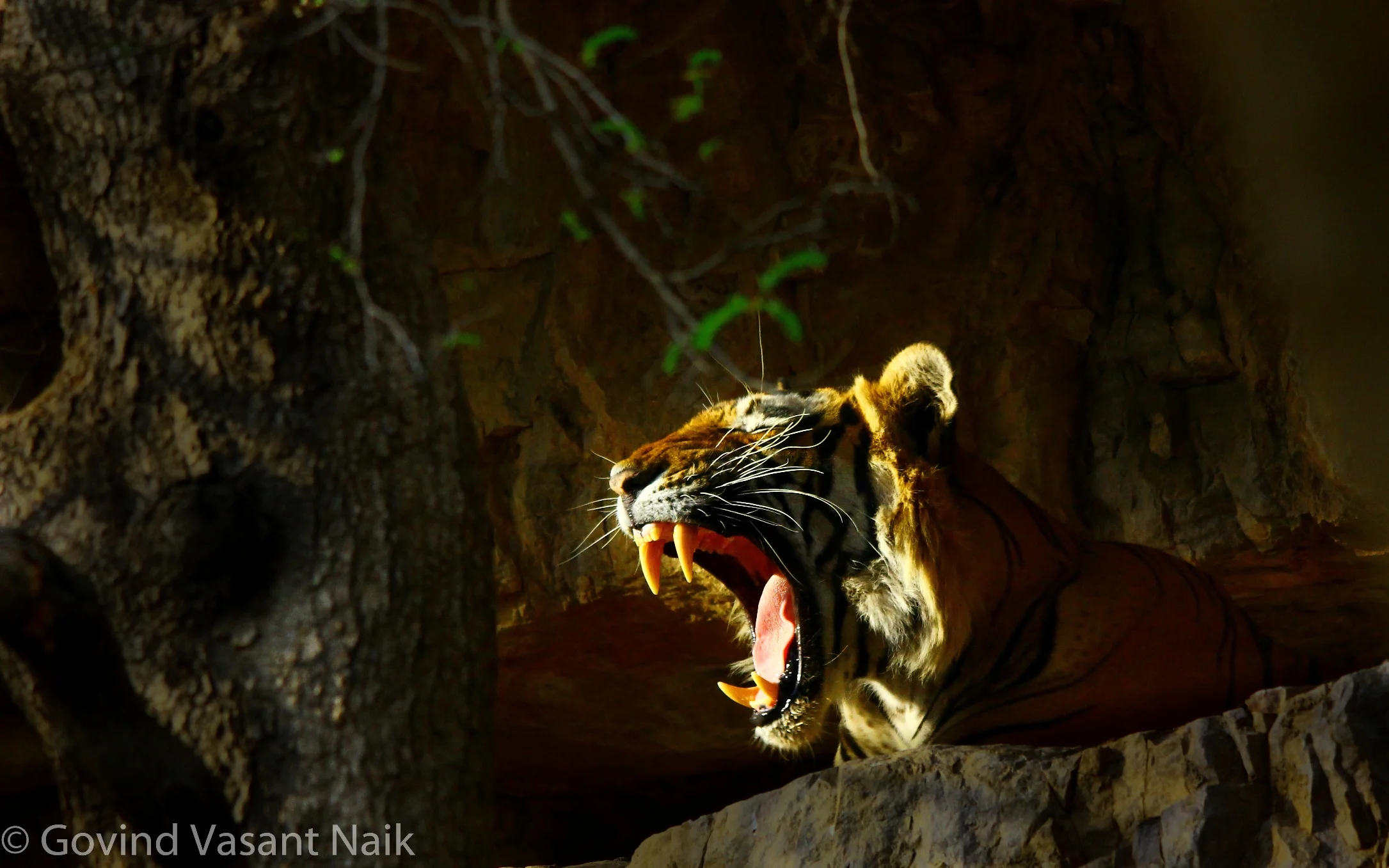 T-6, Male tiger Romeo. In one of the natural caves.