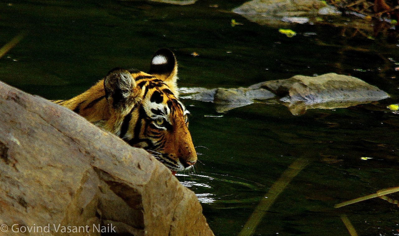 Beautiful sub adult female cub of T-41.