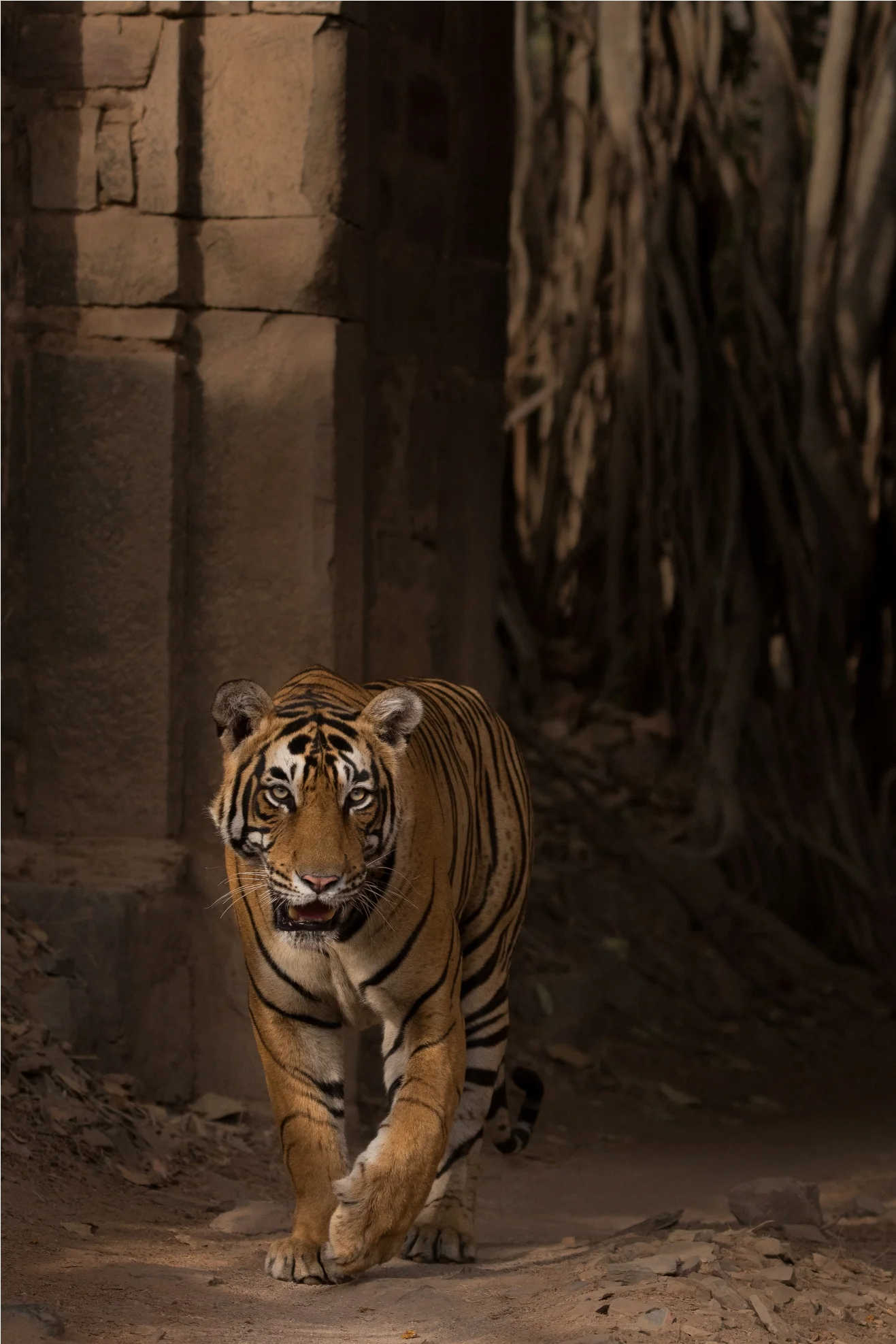  Pacman T-85, entering from Badaa gate just below the fort.