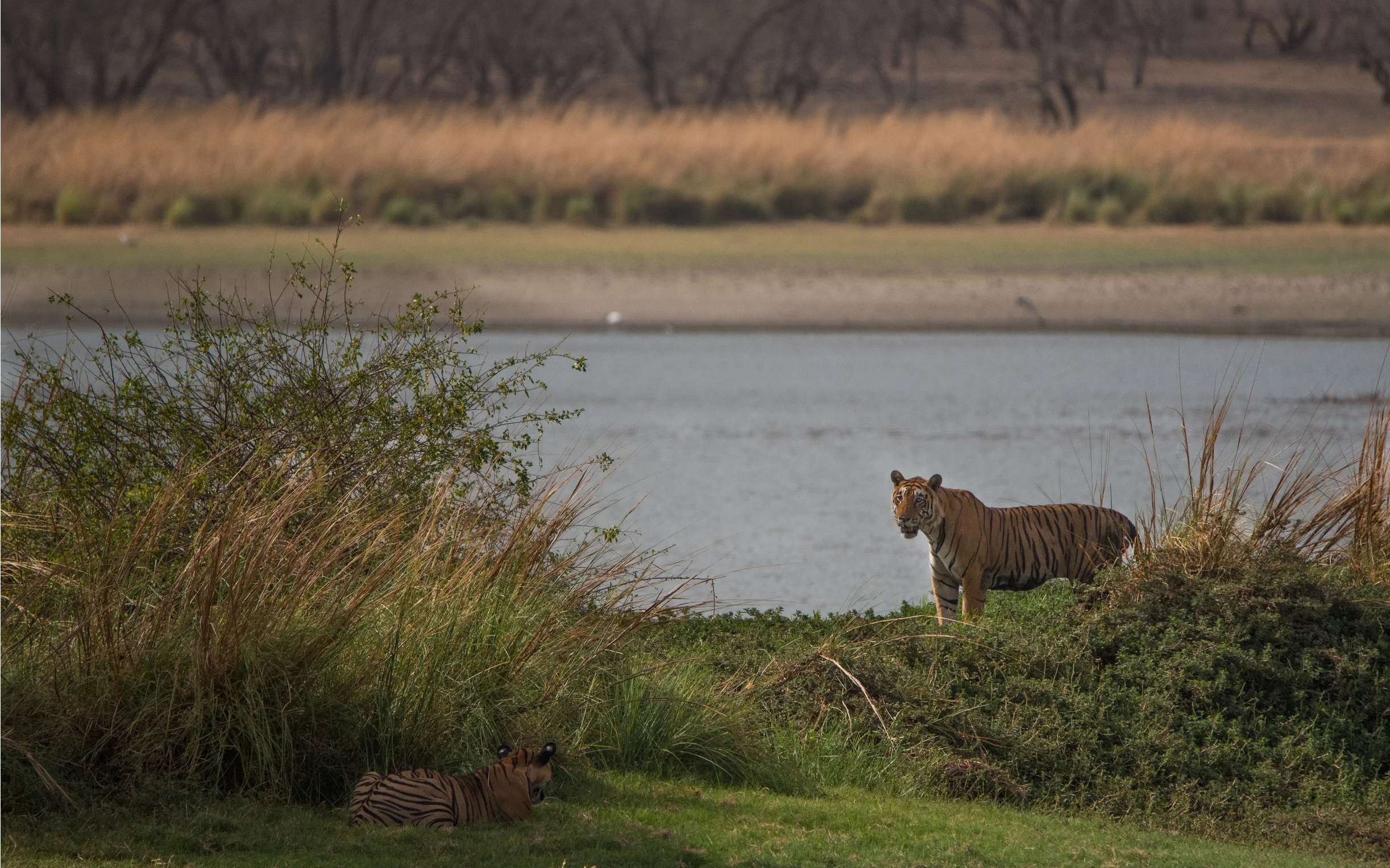 Father T28 (Starmale) and son T85 (Pacman) sizing up each other at Legendary Rajbaug Lake.