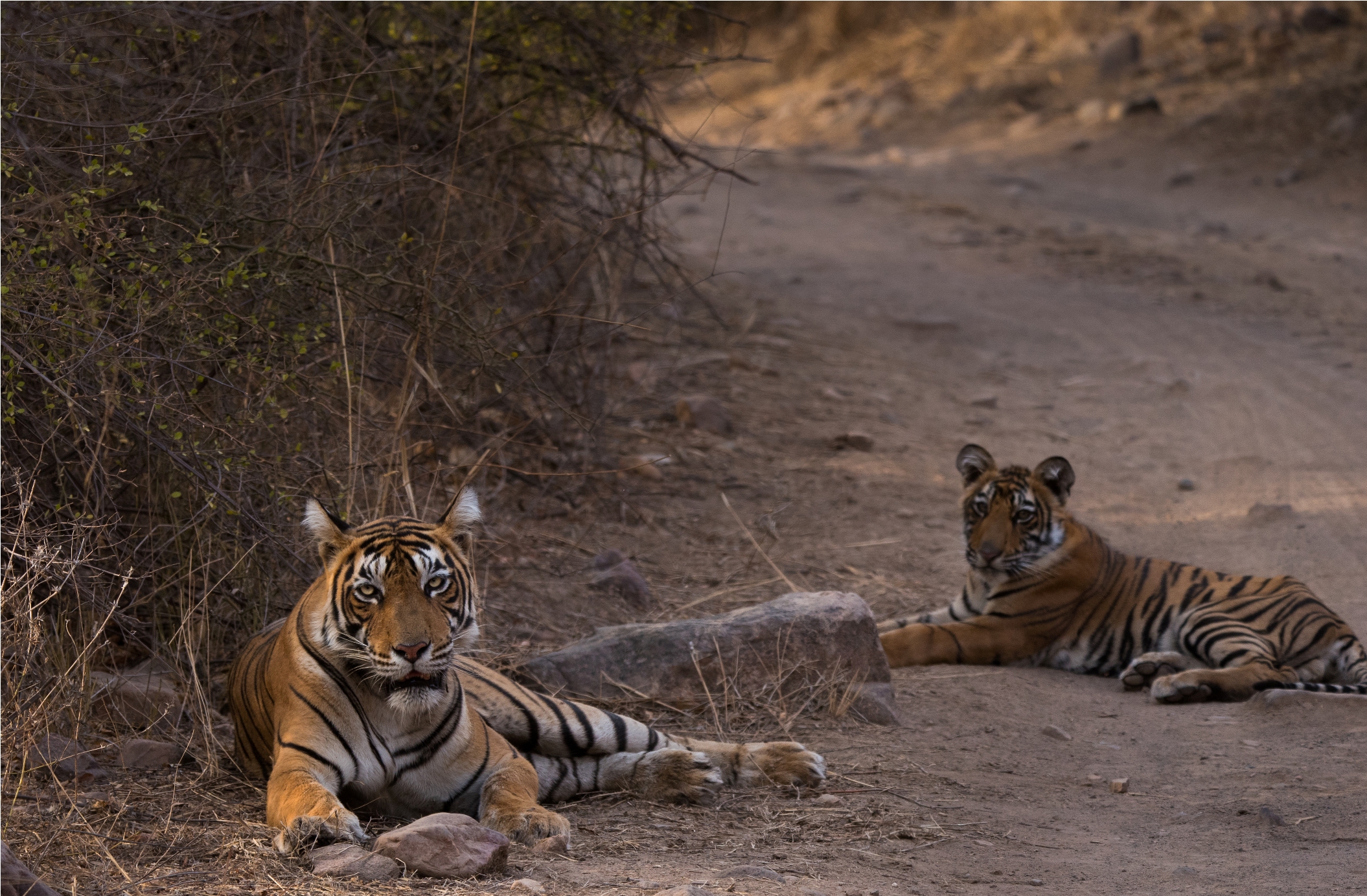  Tigress T-60 with one of her three adorable cubs.