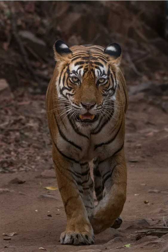 My all-time favorite Tigress, Noor (T 39).