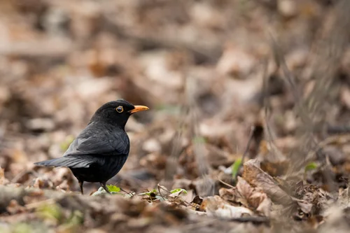 M Mode Auto Iso John Rowell Photography