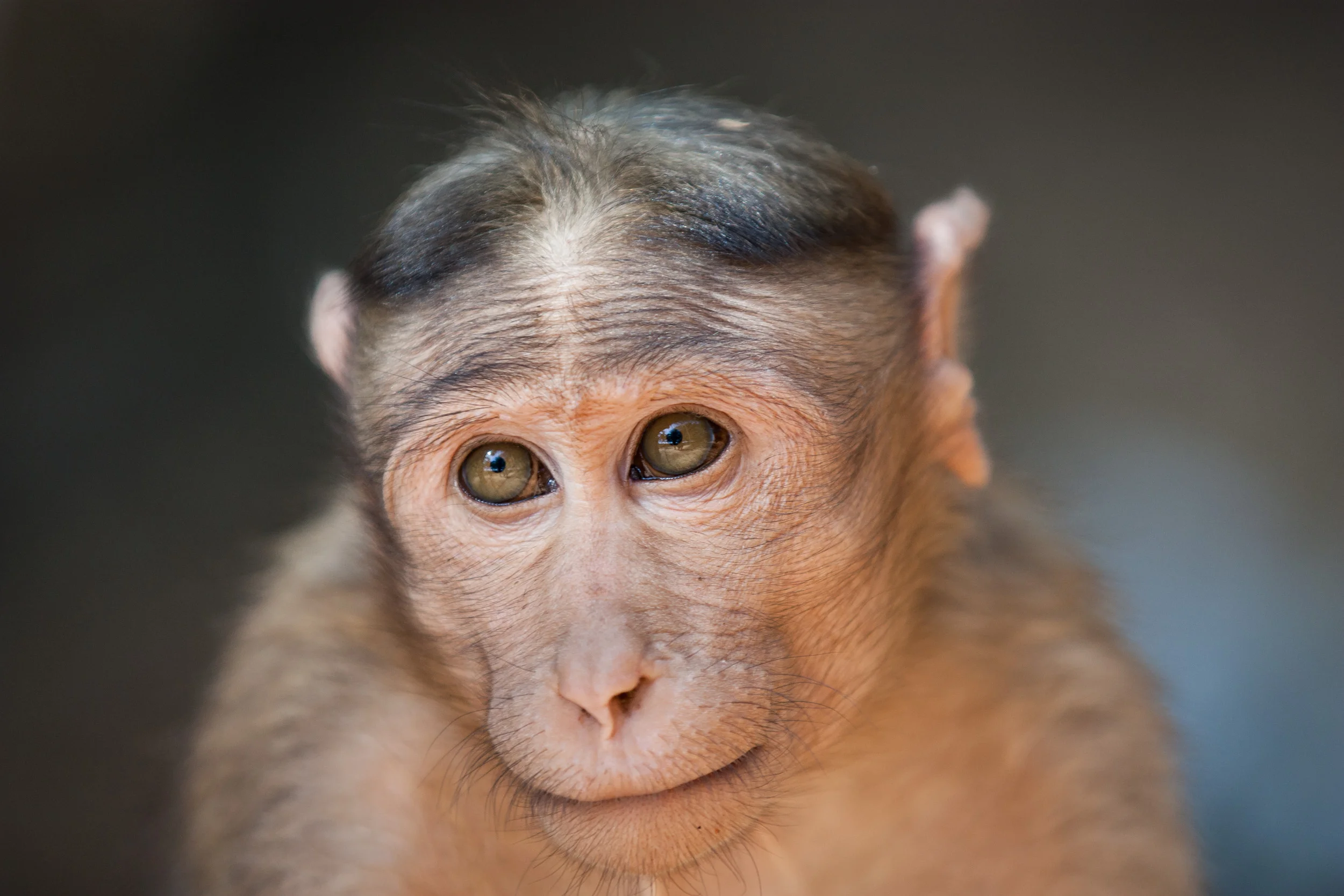 How to get a blurred background