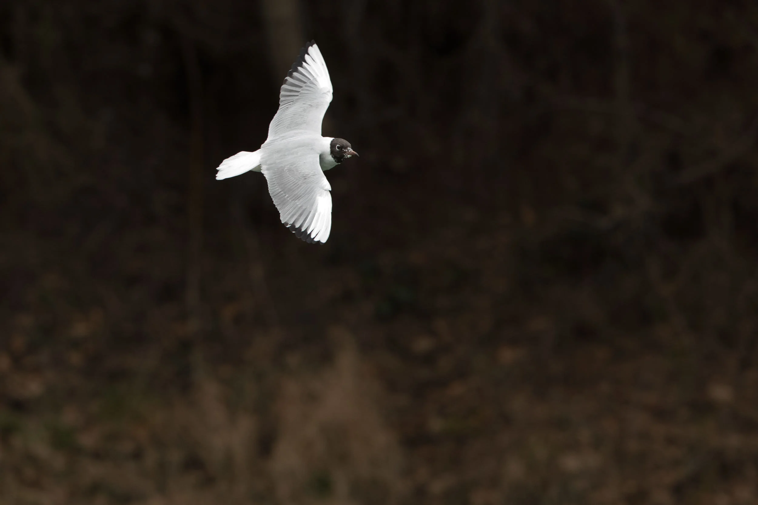 The majority of the scene is dark, so the camera would automatically make it lighter. doing so would mean the bird would be too bright. I used EC to underexpose in order to get this image.