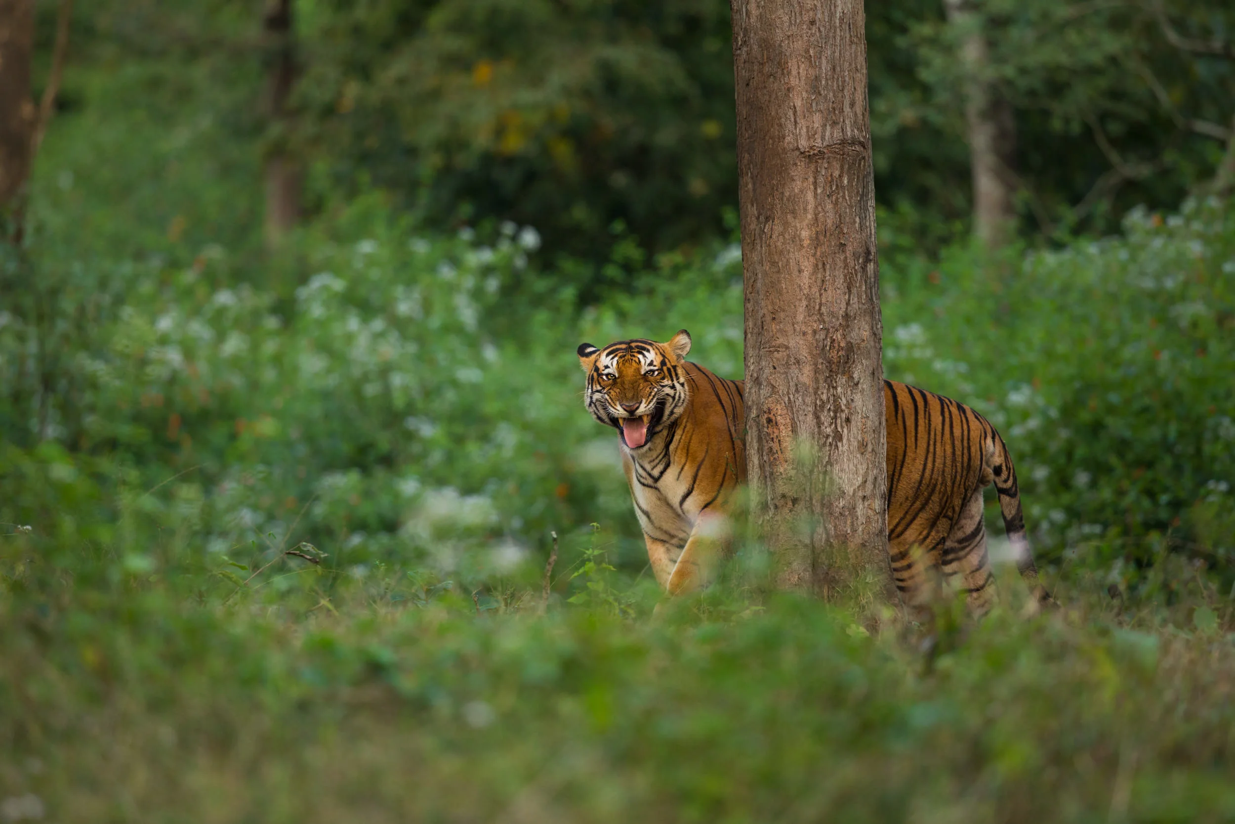 The Vanishing Stripes
