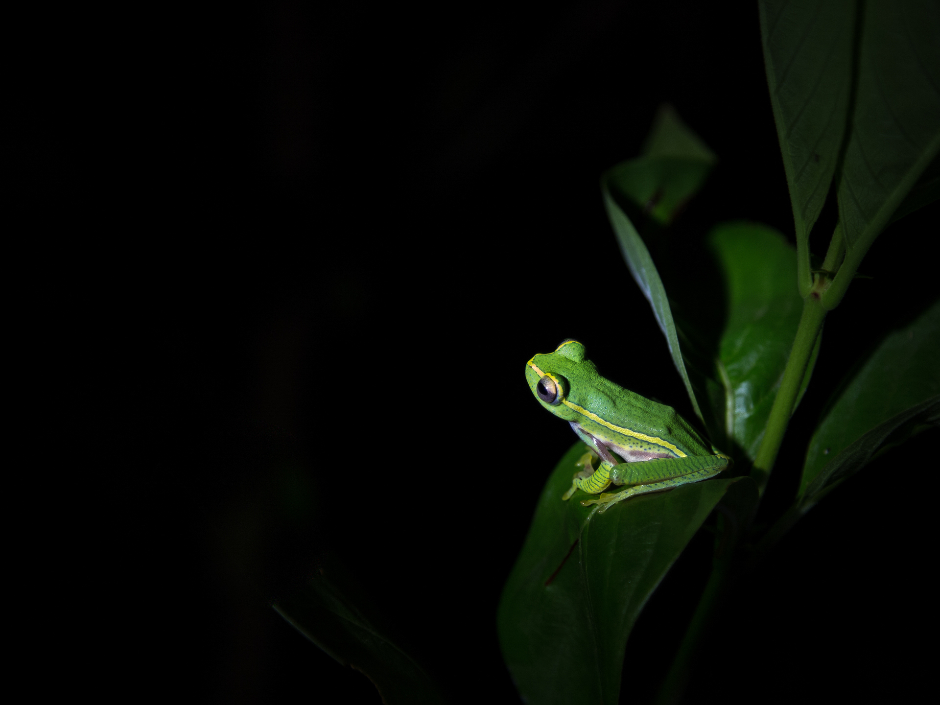 This Yellow-striped tree frog