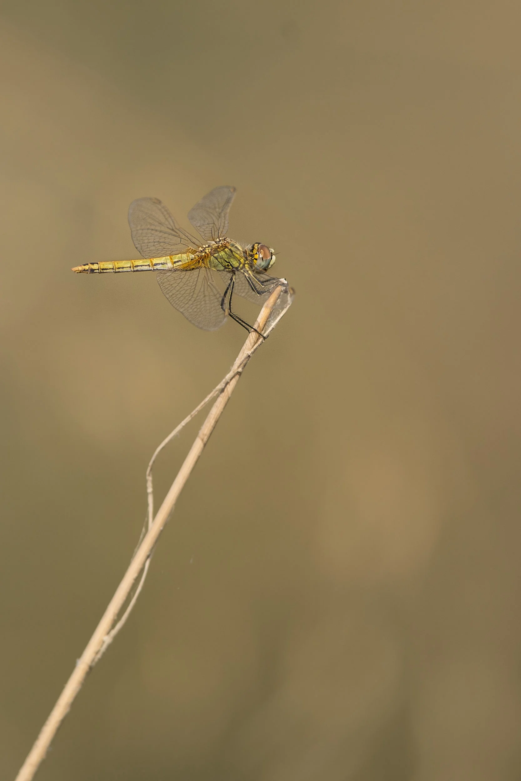 500mm at minimum focusing distance does a reasonable job at macro, without disturbing the subject.