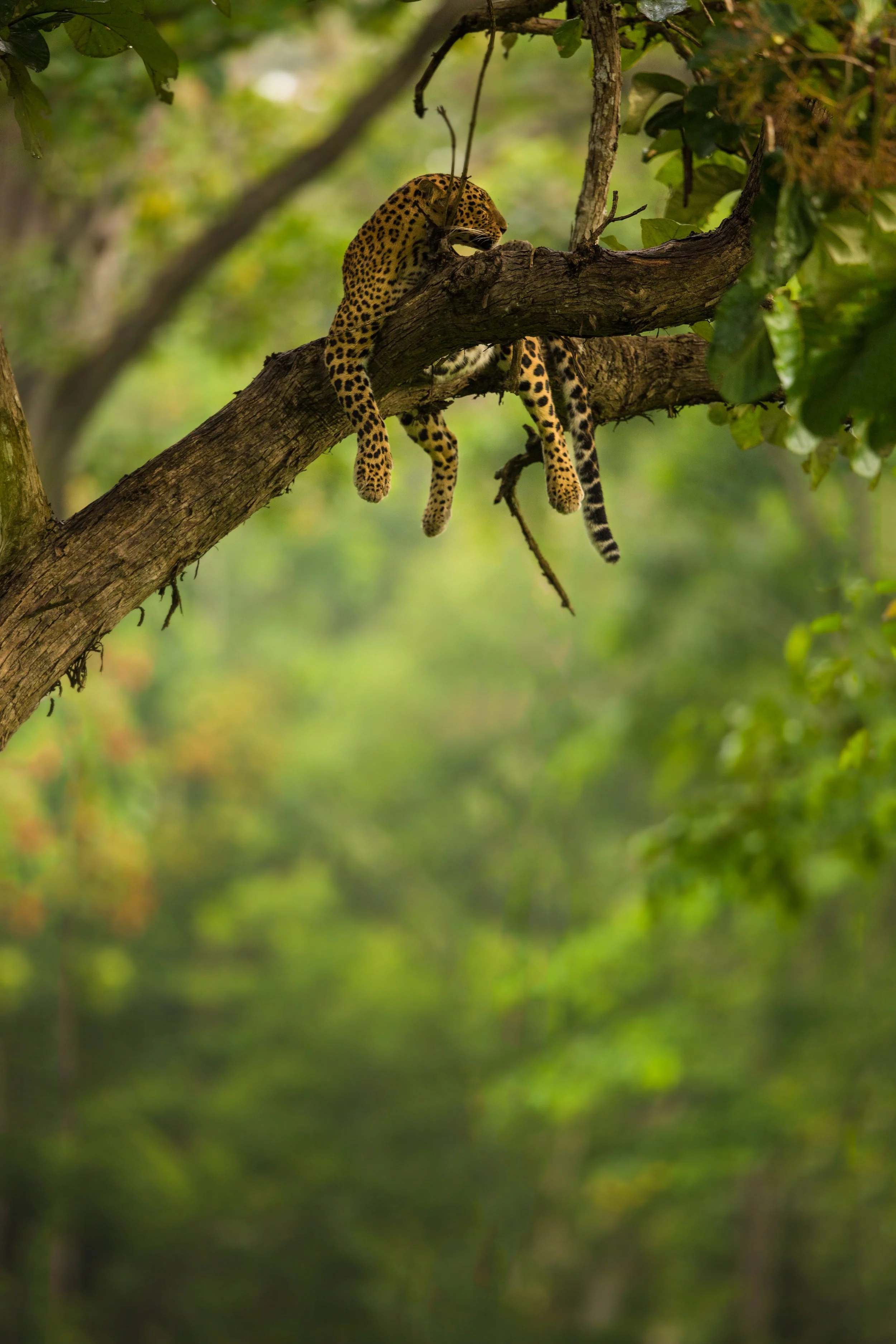 A leopard resting on a tree branch in a lush green forest.
