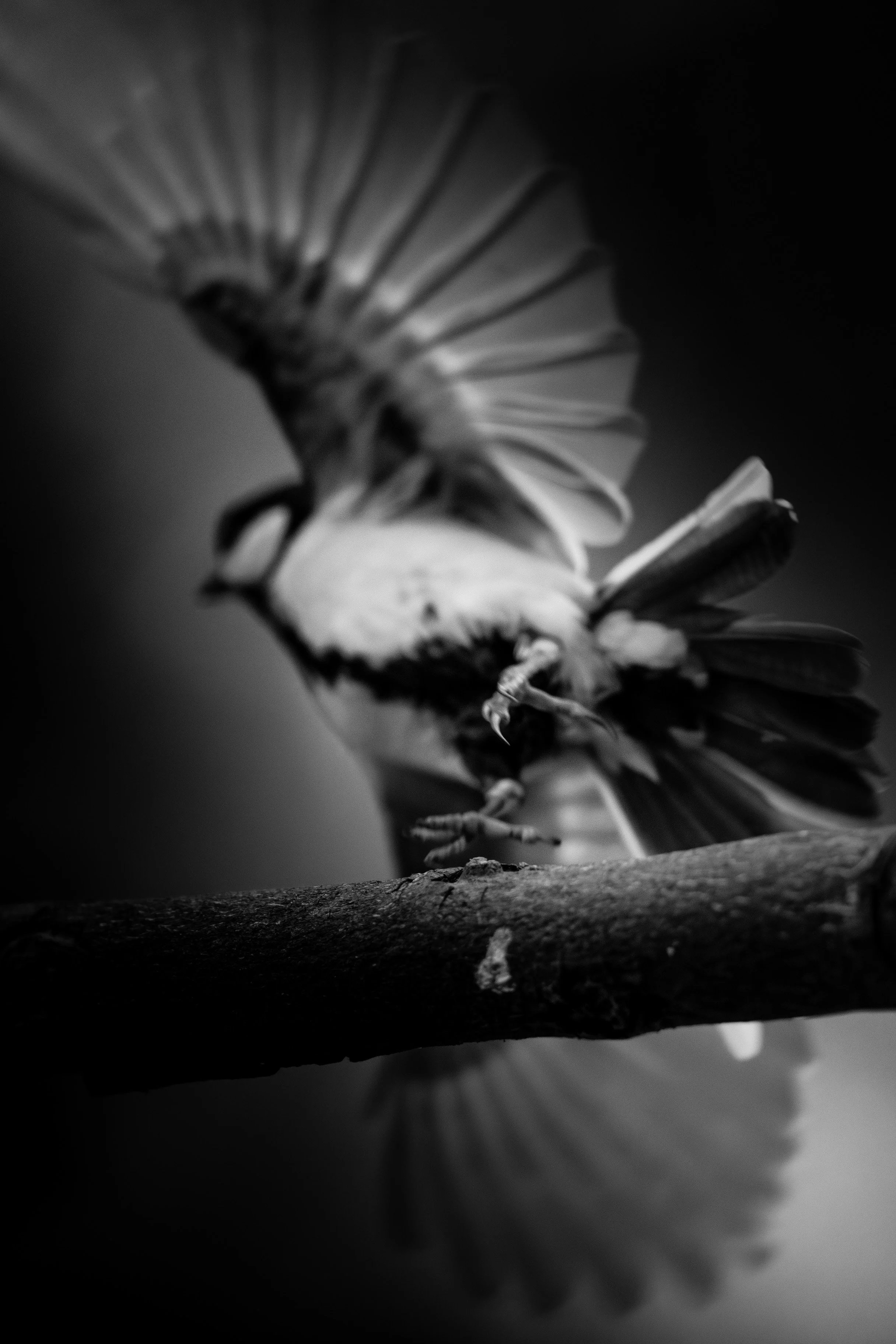 136/365 (16/05)