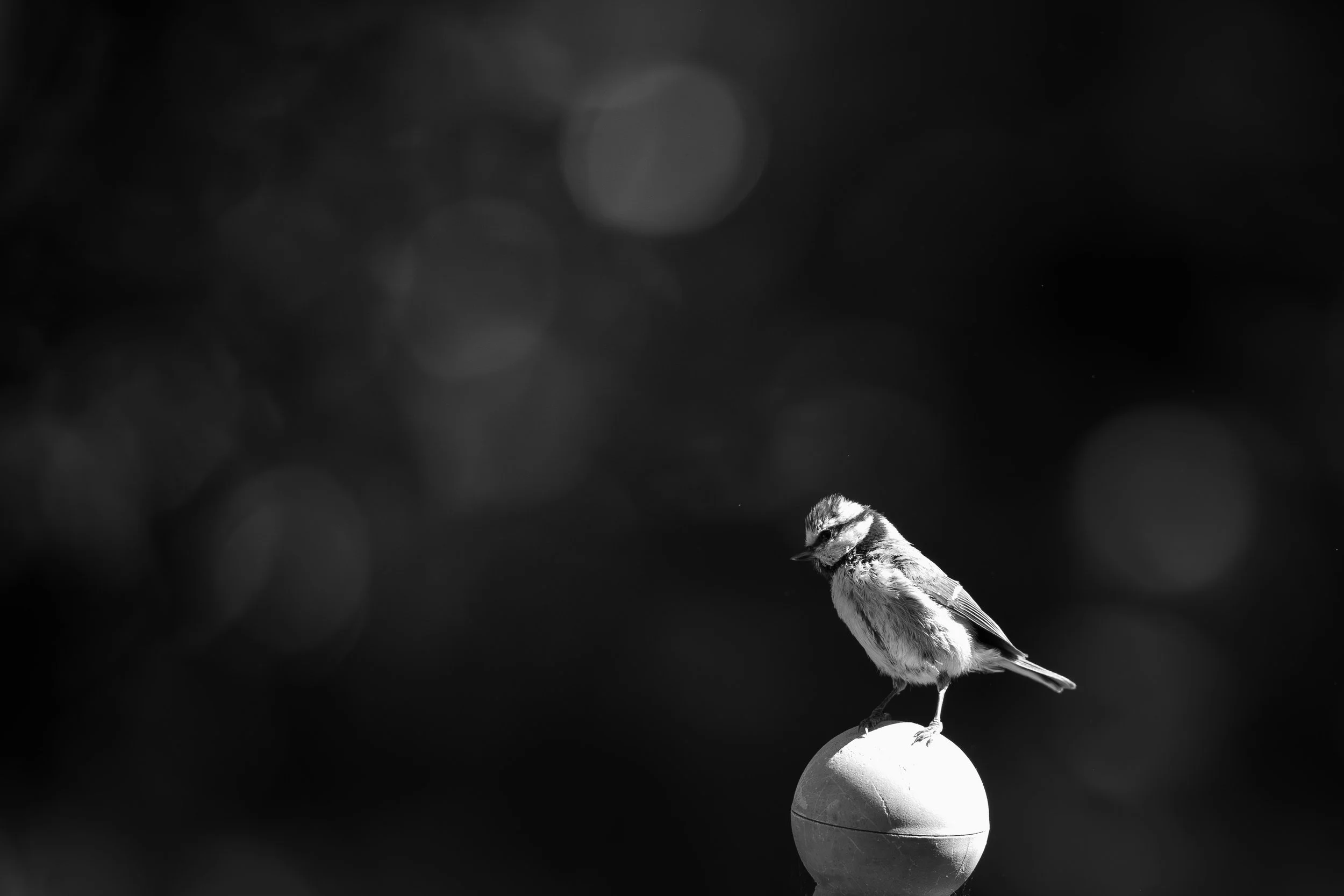 141/365 (21/05)