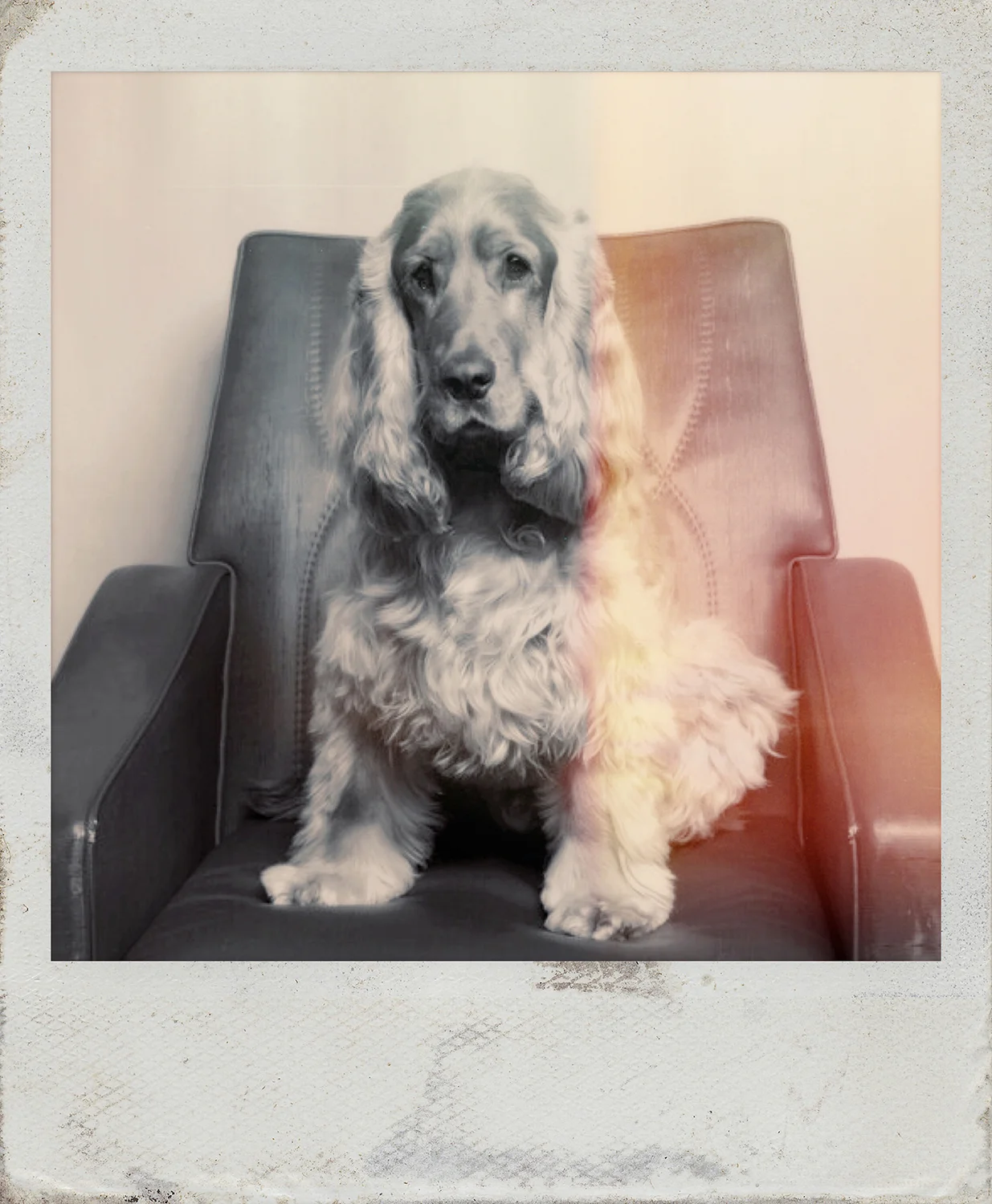 ollie.jpg