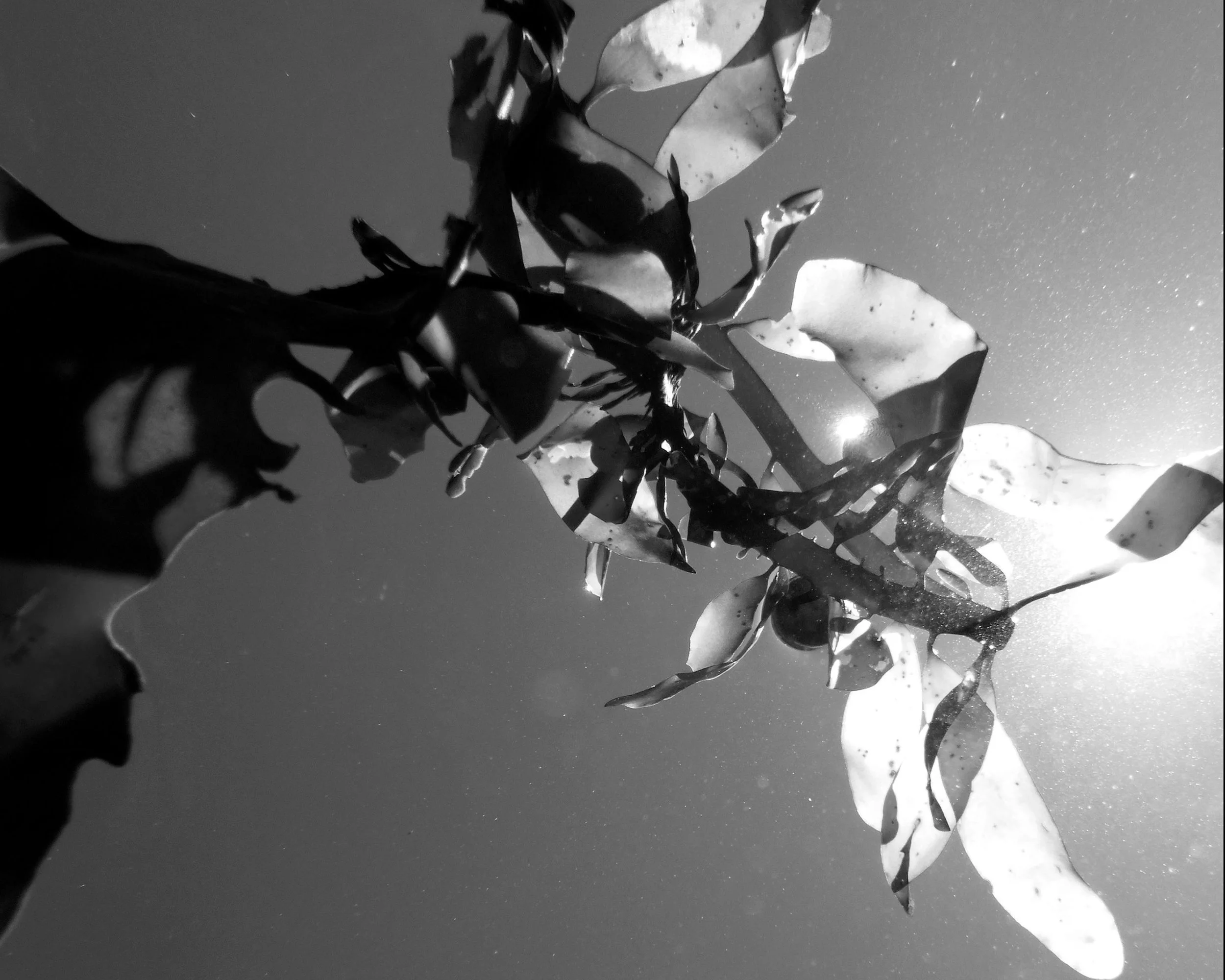 oceans, by Elaine Phillips