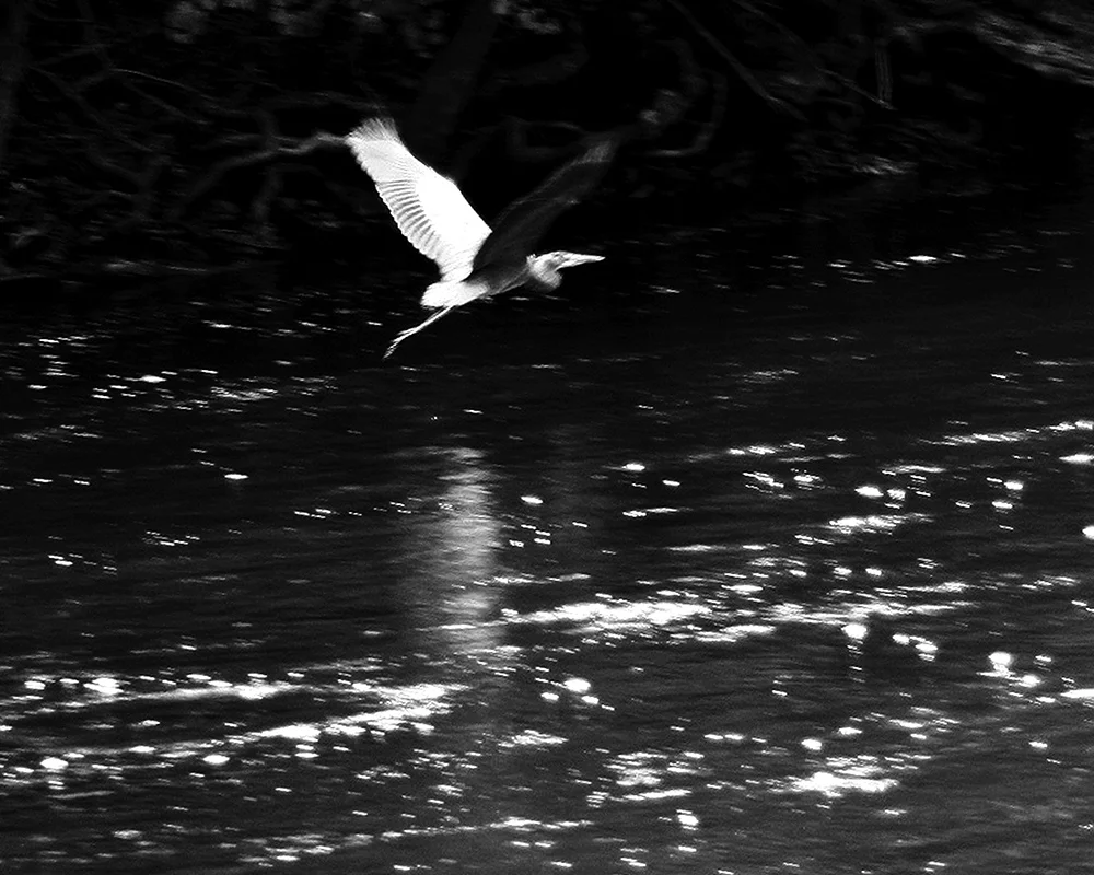 river, by Aaron Santee