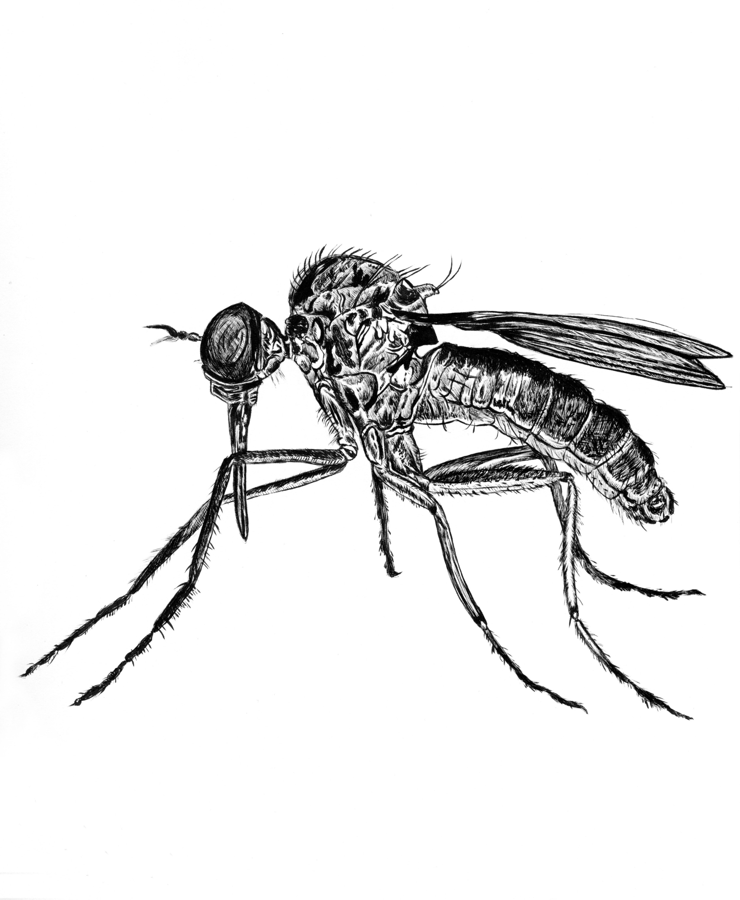 Squito.jpg