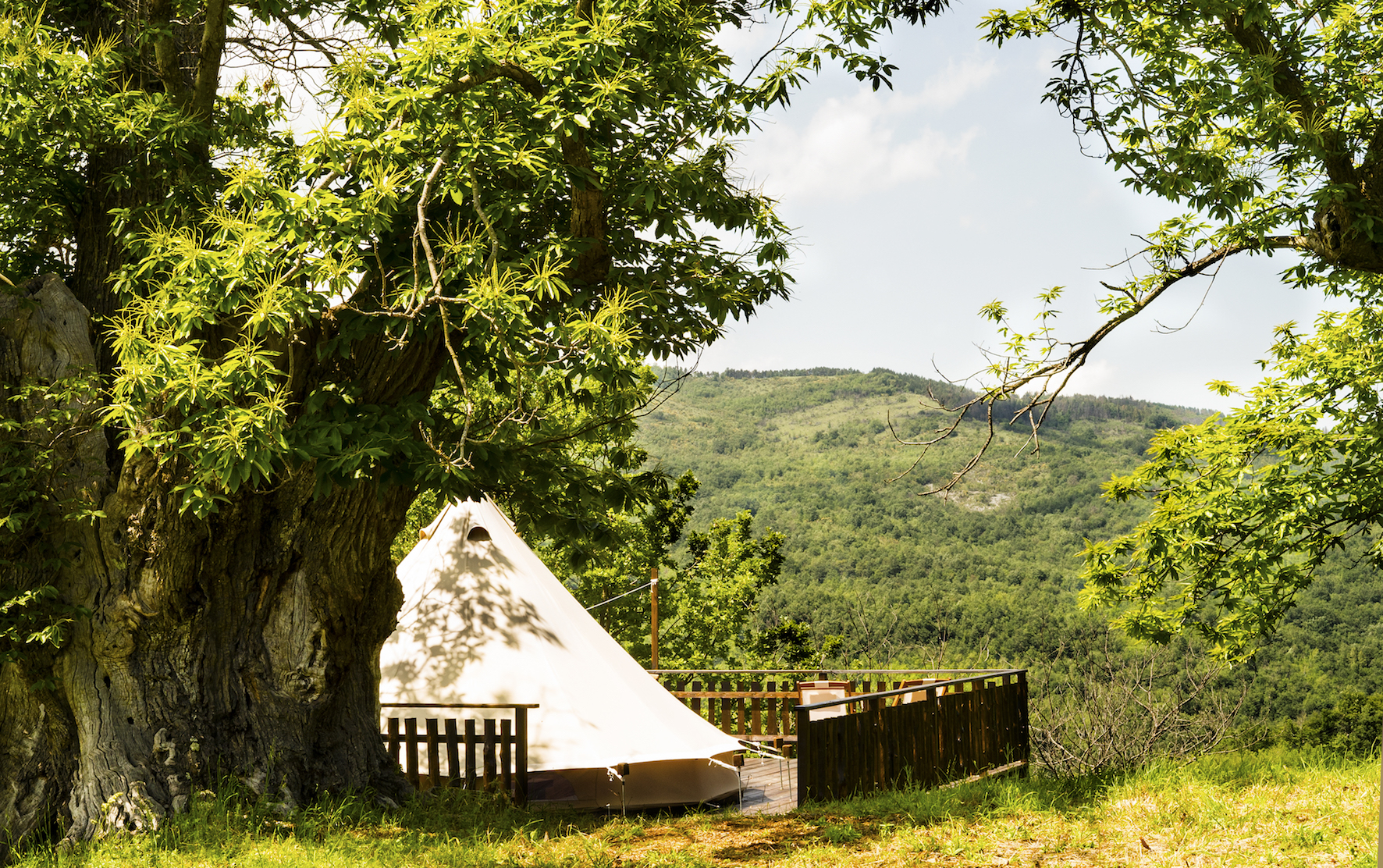 3. Tenda chestnut.jpg