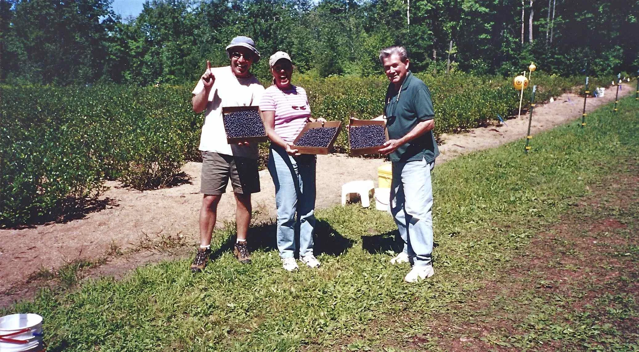 Blueberrypicking.jpg