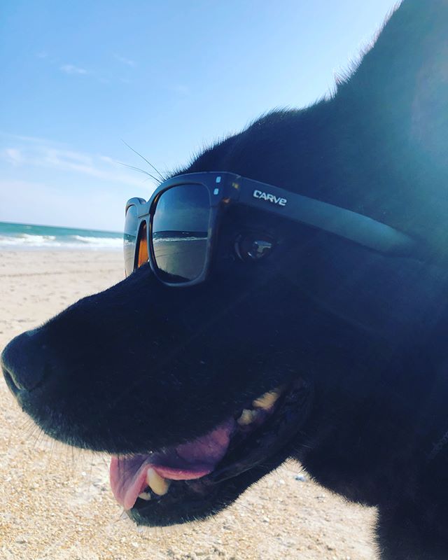 Covering angles of some fresh shades. #sunglasses #forall #dog #human #whatever #nc #carve #beach