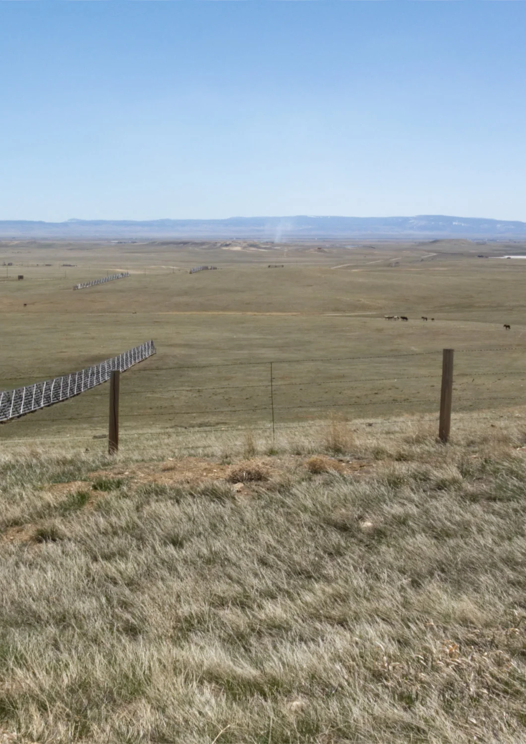 Here, Laramie