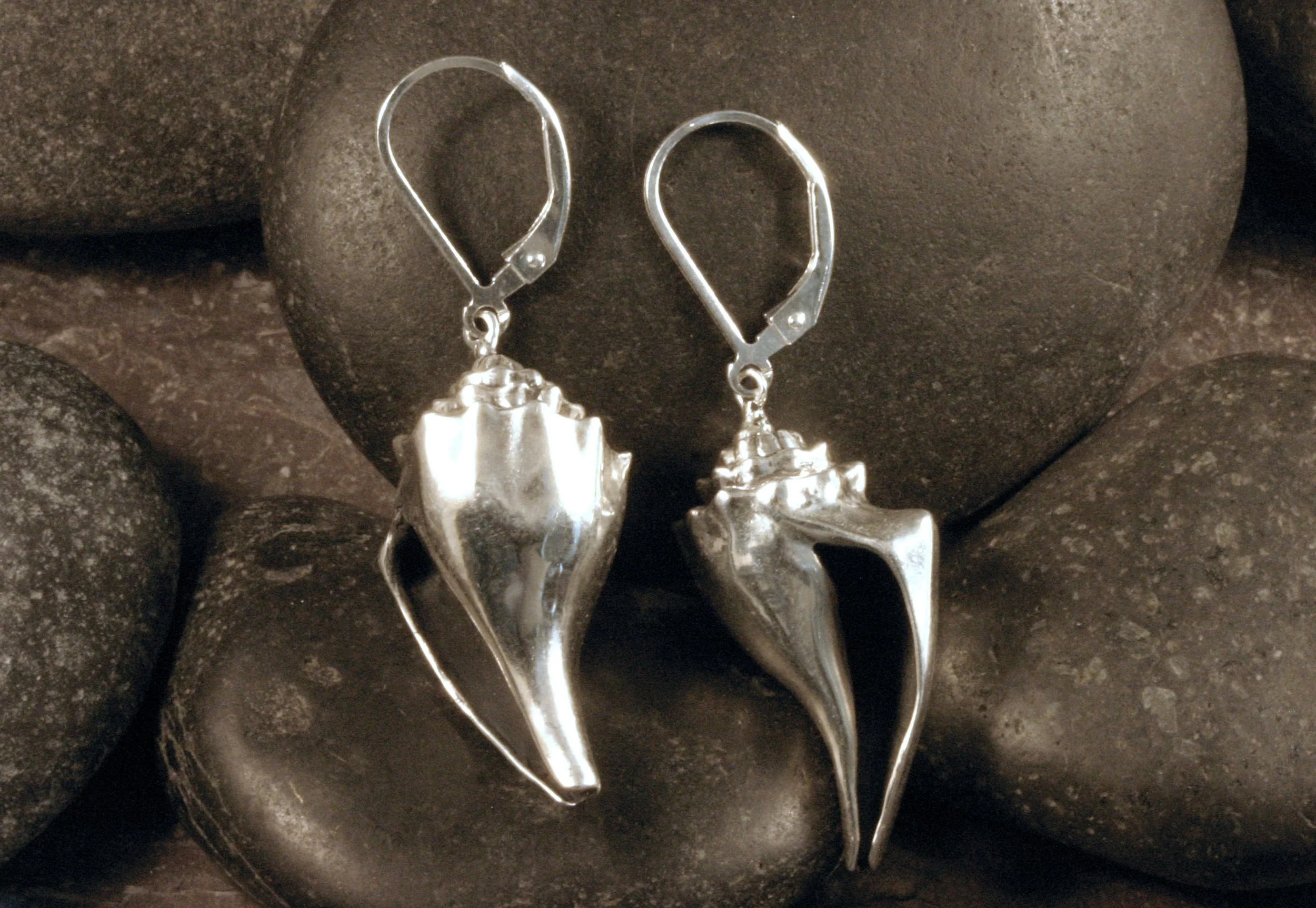 A close up of sterling silver knobbed whelk shell dangle earrings with leverback ear wires.
