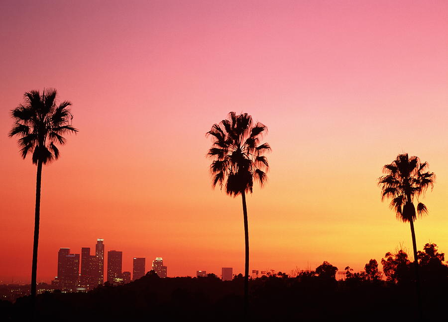 Palm trees.jpg