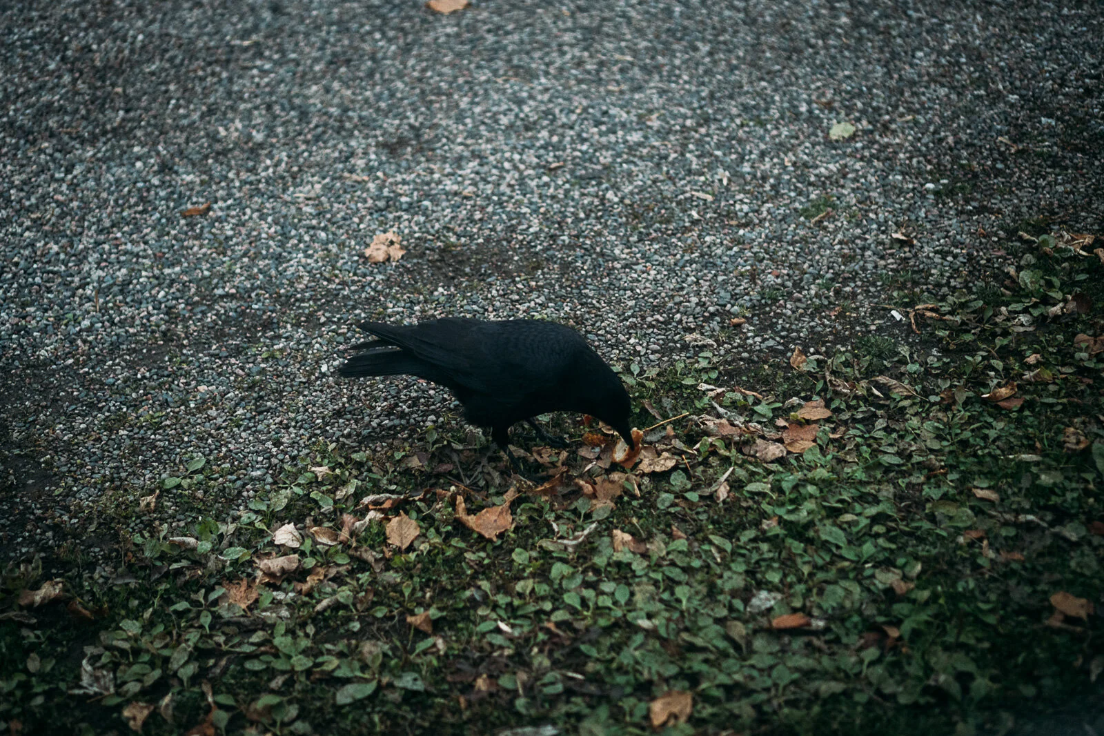 afternoon-with-anne-ricoh-1.jpg