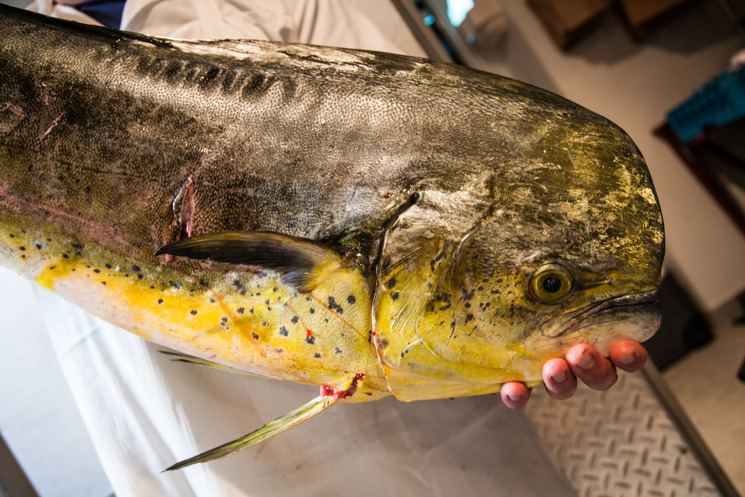 Mahi.jpg