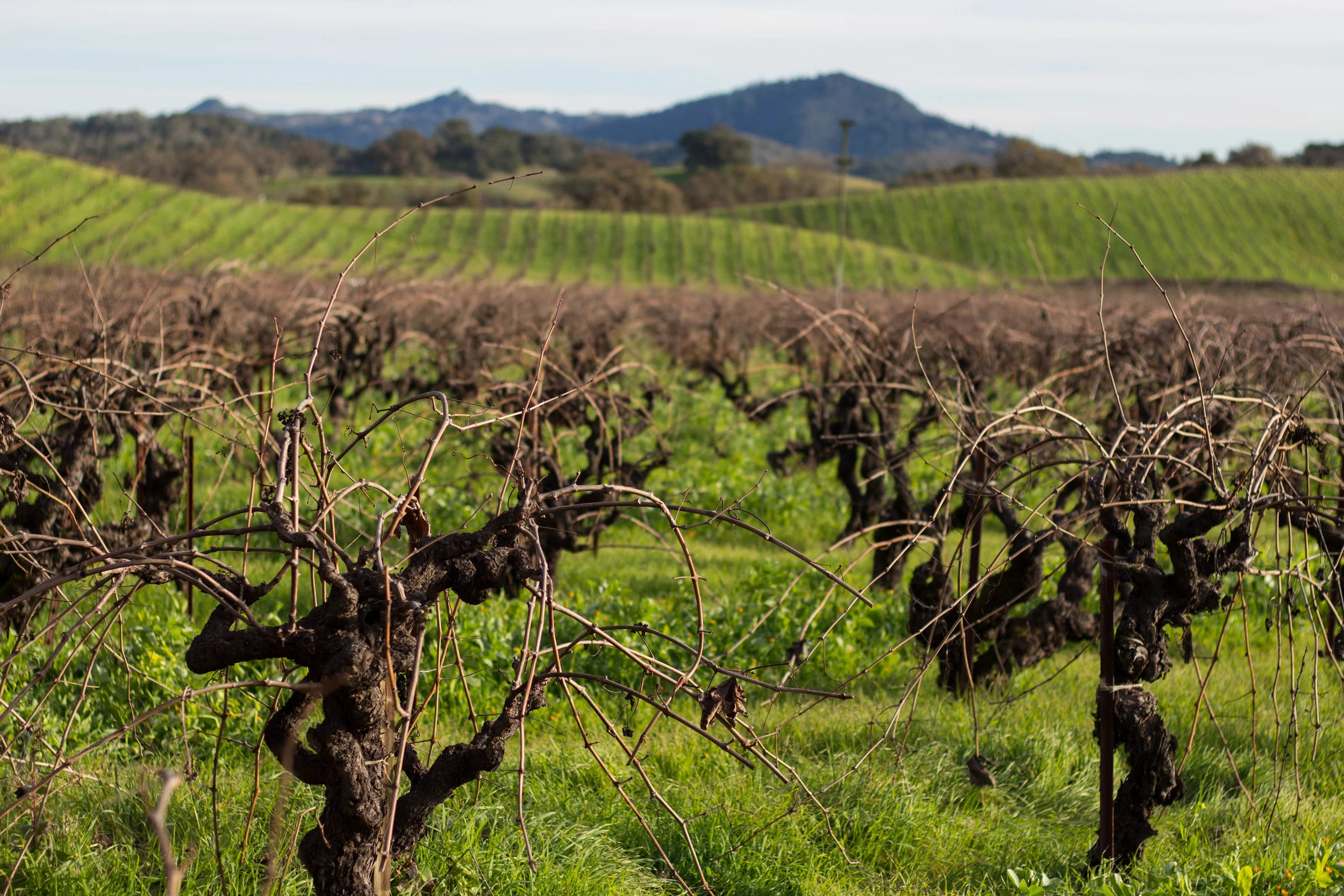 Ridge Vineyards, Lytton Springs, Sonoma County