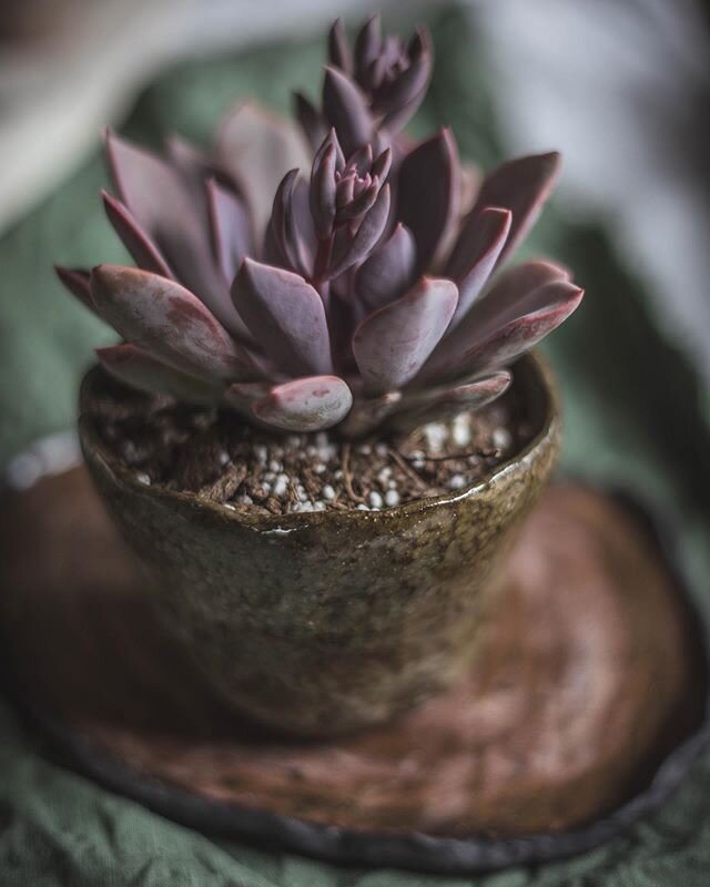 New succulent in one of my planters. I had to remove a slowly dying houseplant from it. 😬 I can&rsquo;t seem to keep non-succulents/non-cacti alive...any tips?
.
I&rsquo;m super excited to take one of @hiltoncarter&rsquo;s propagating plants classes