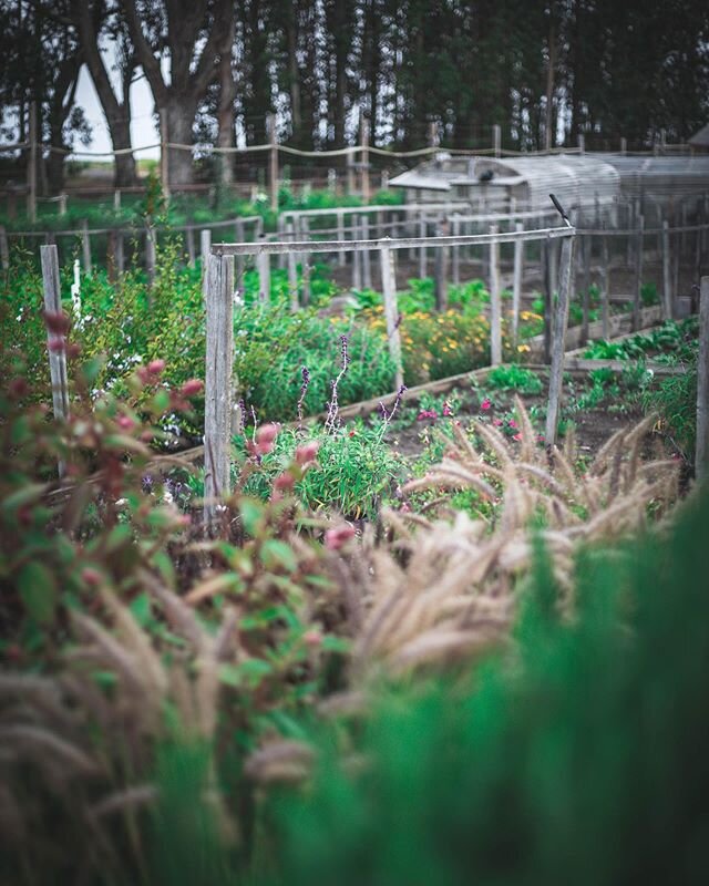 @costanoalodge has an area they call &ldquo;the farm,&rdquo; which isn&rsquo;t quite a farm, but not exactly just a garden. Either way, it was gorgeous and so lovingly cared for. Even the flowers and plants around the perimeter of &ldquo;the farm&rdq