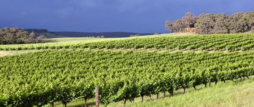 vinyard shop.jpg