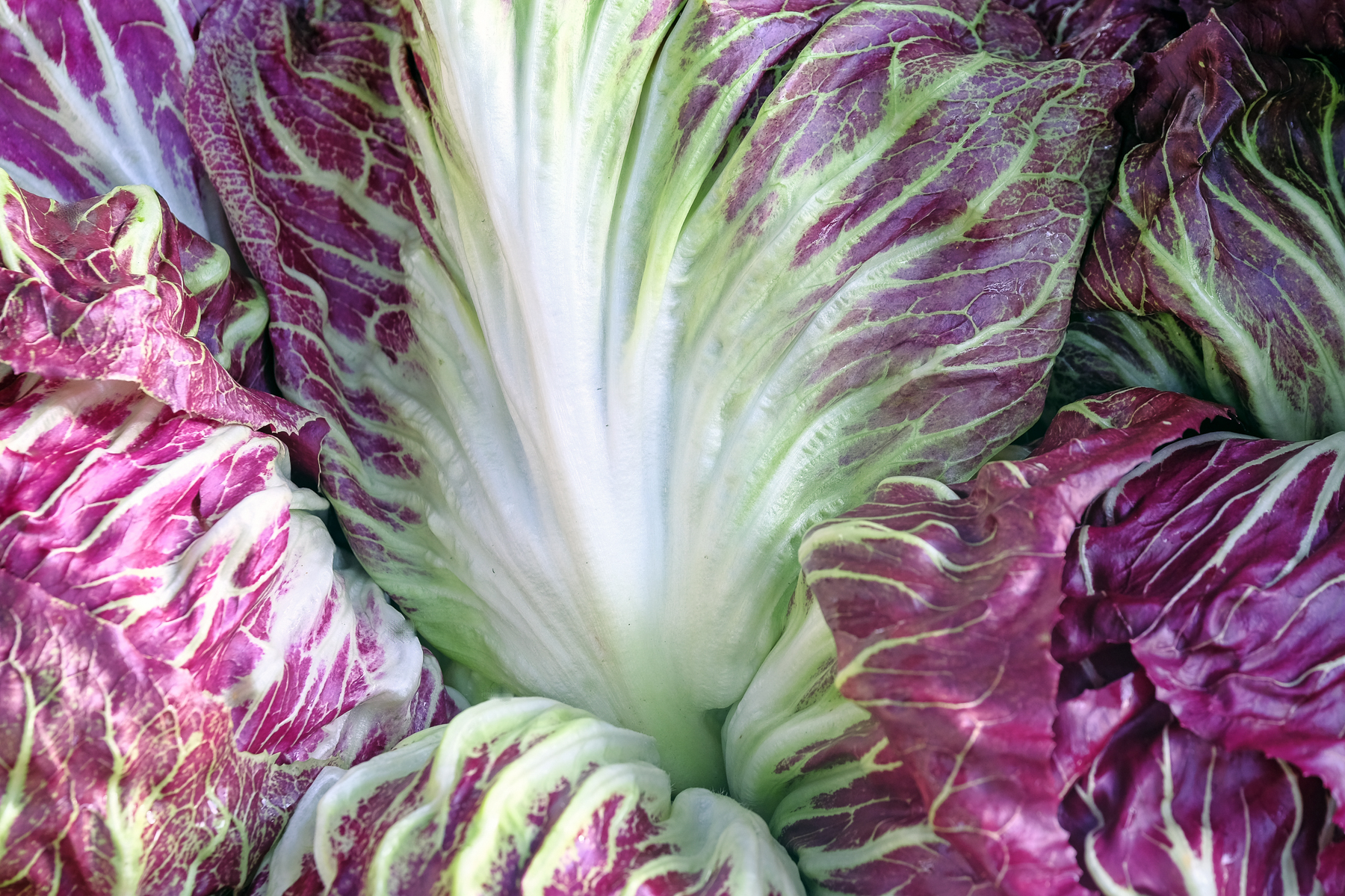 Wild Country Organics--2.jpg