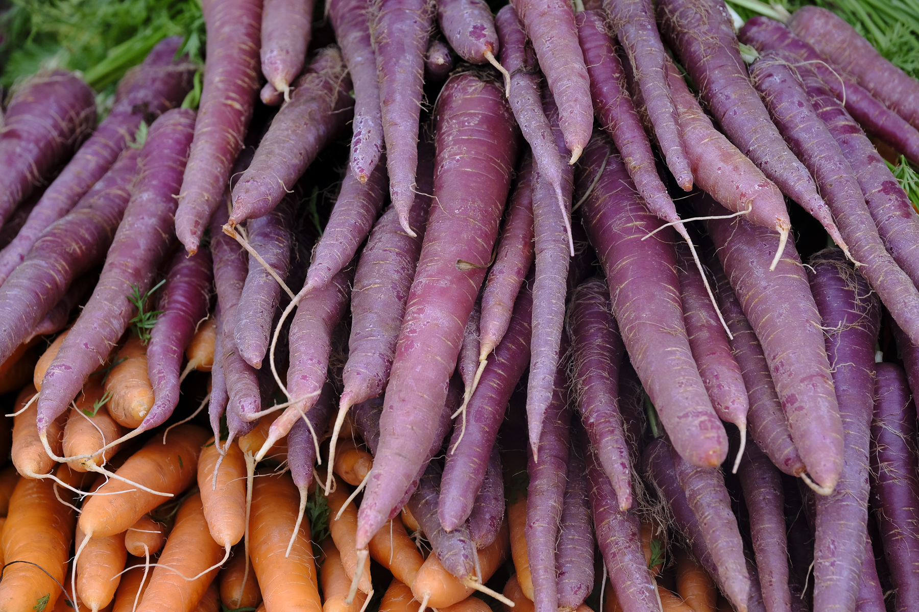 Wild Country Organics-8040.jpg