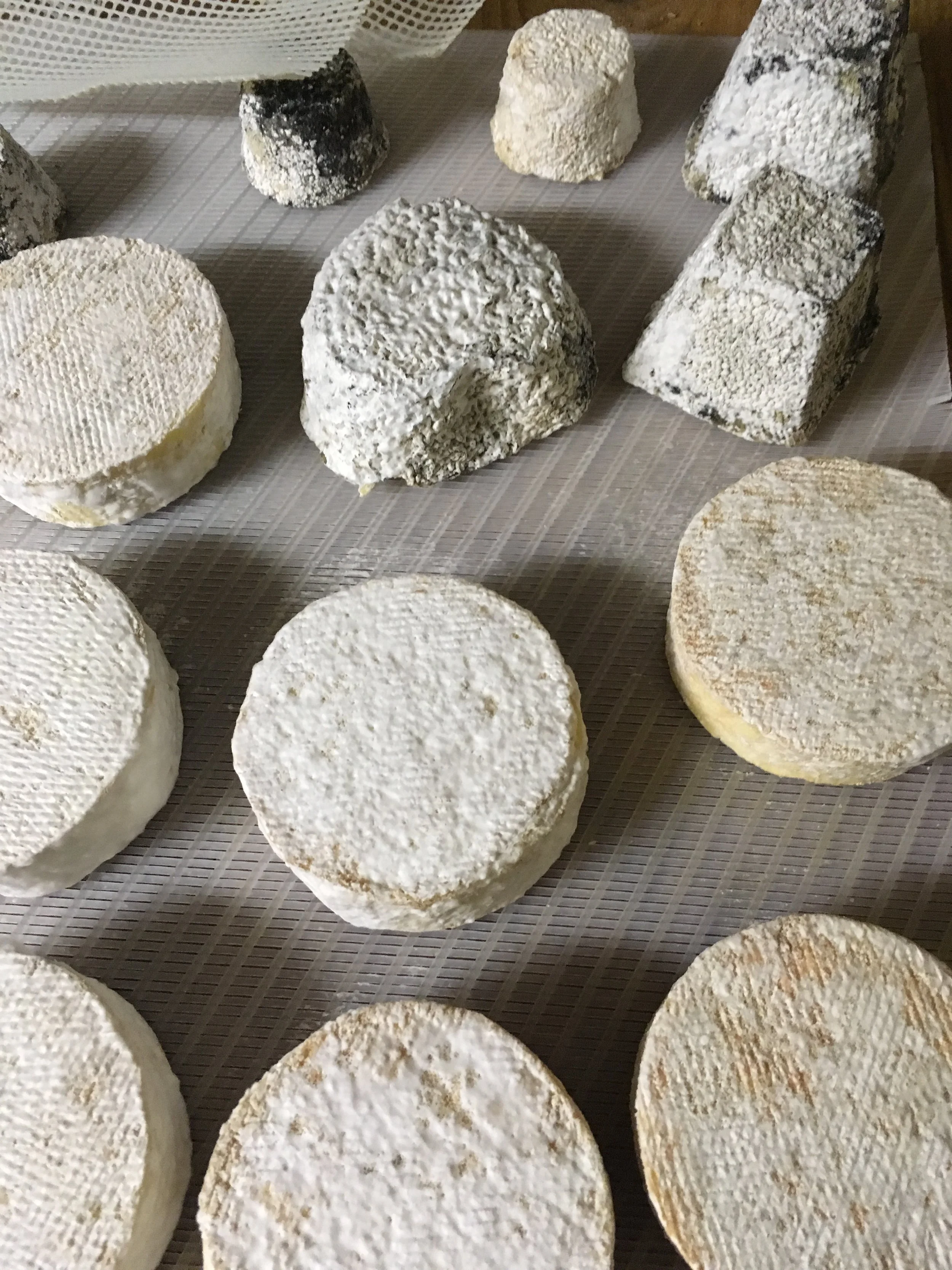 Introduction to Cheesemaking: Milk to Make to Market  
