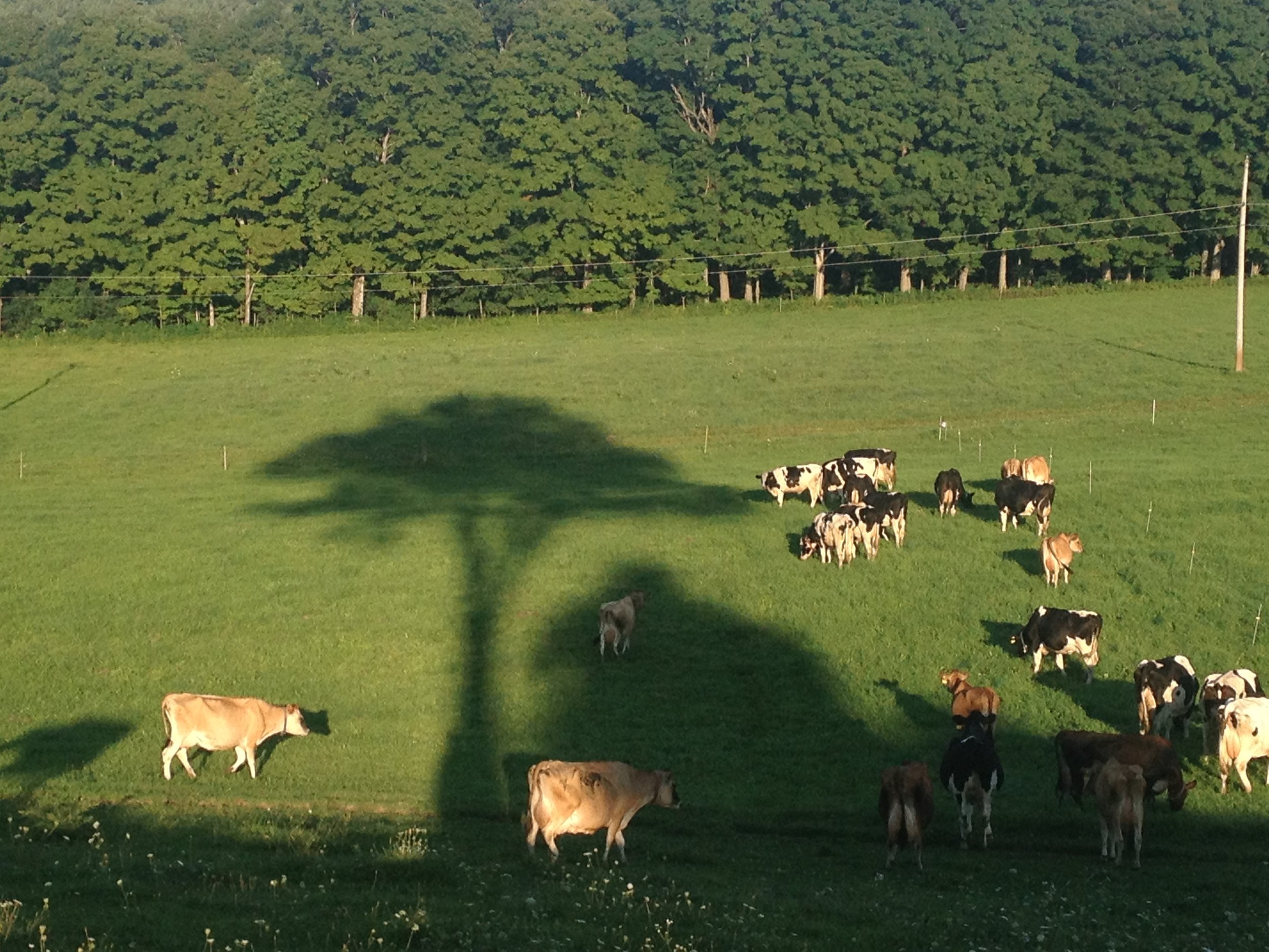 elm graze.JPG