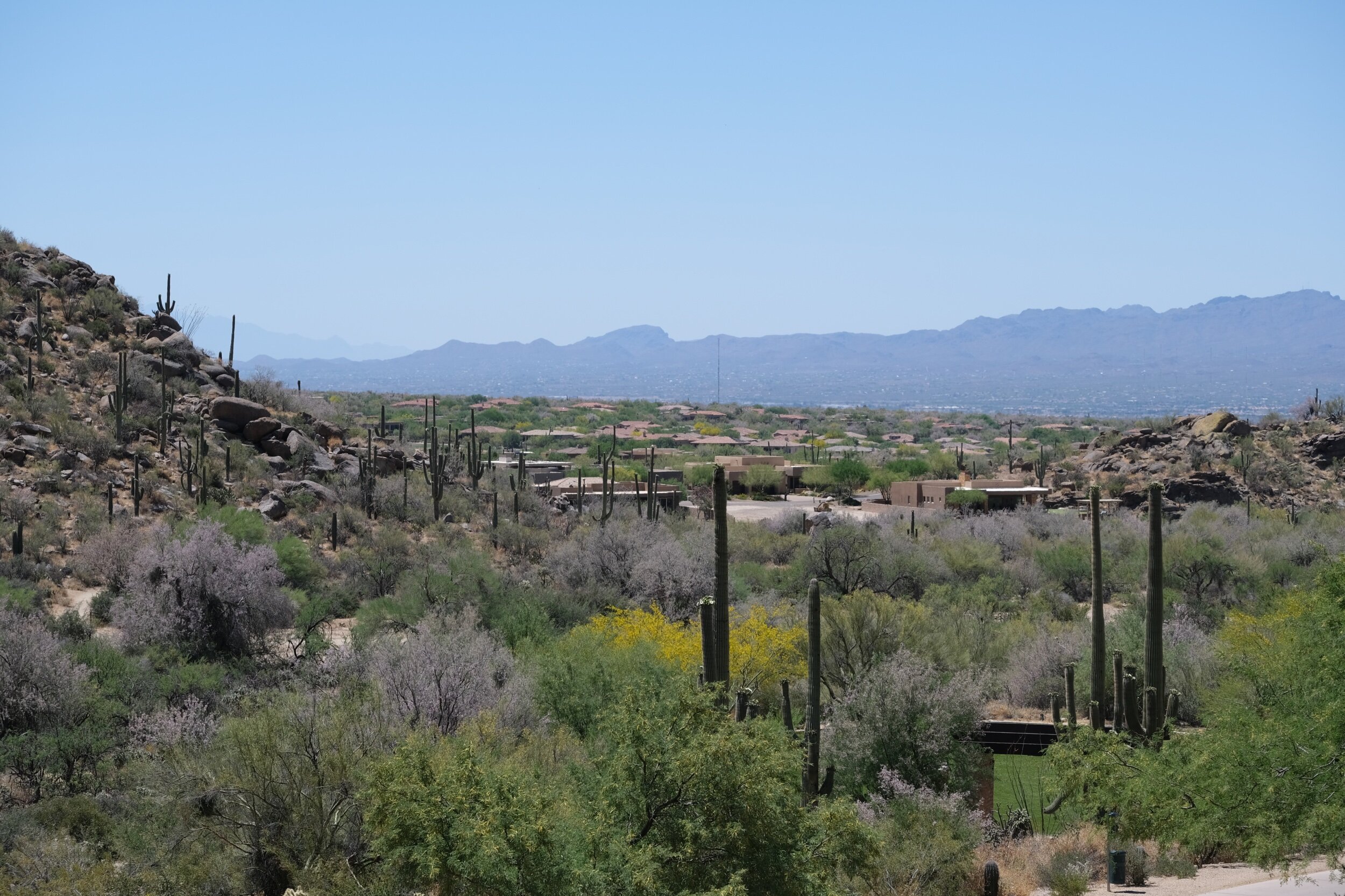 A View of the Saguaro Fields