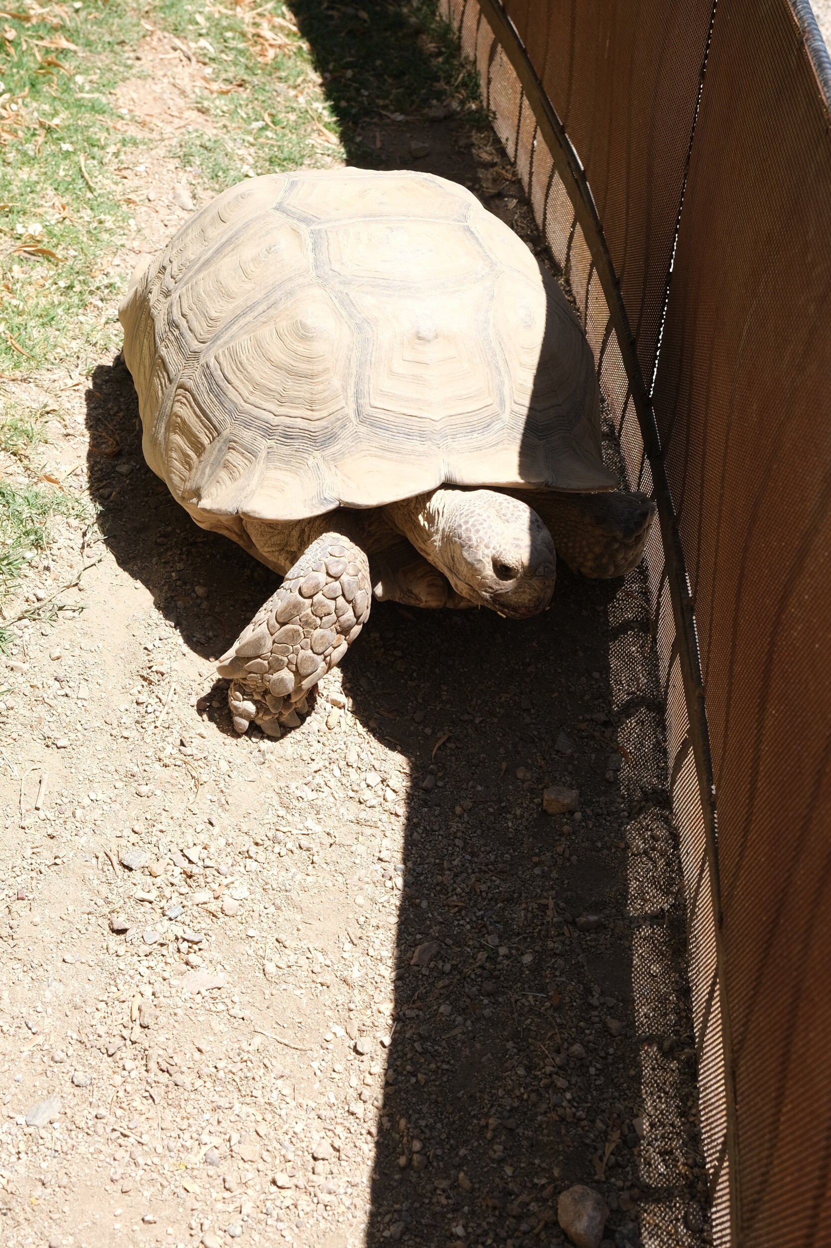 The Resident Desert Tortoise 