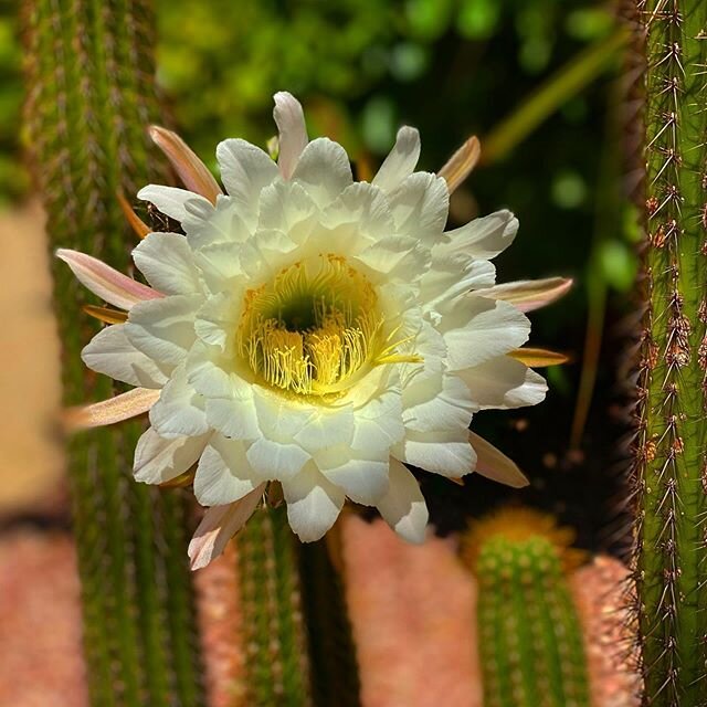 A beautiful #cactusflower markorussell.smugmug.com for more !