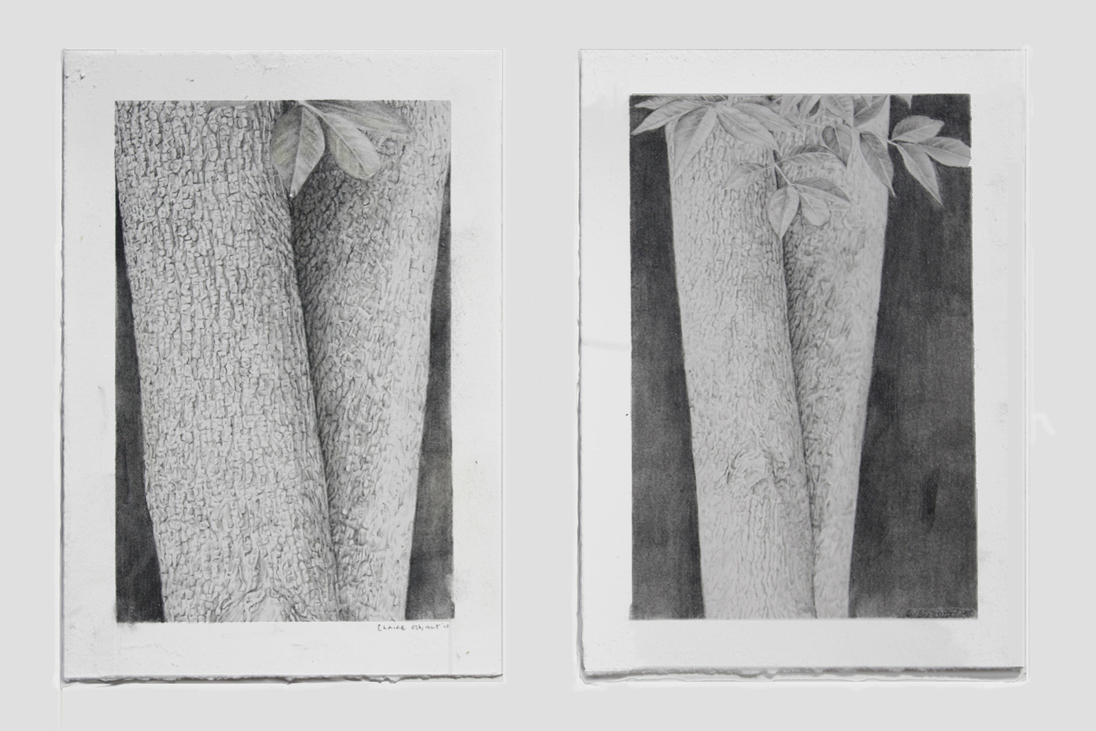 Treeform I & II (diptych), 11" x 6", 2009