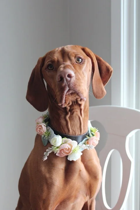 Blush and Ivory Silk Wedding Flowers with Custom Dog Collar