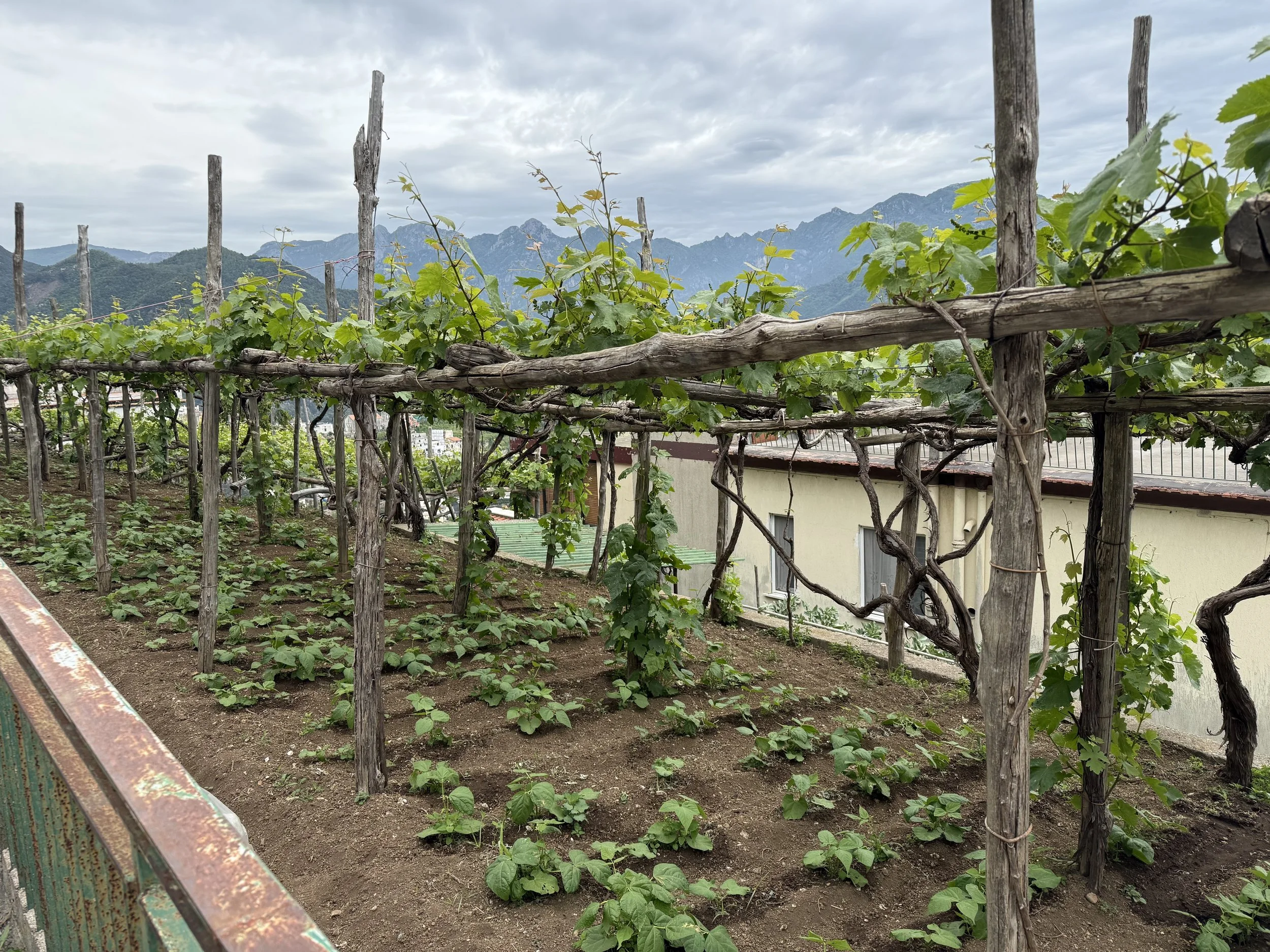 A vineyard with rows of grapevines supported by wooden stakes, set against a backdrop of mountains under a cloudy sky.