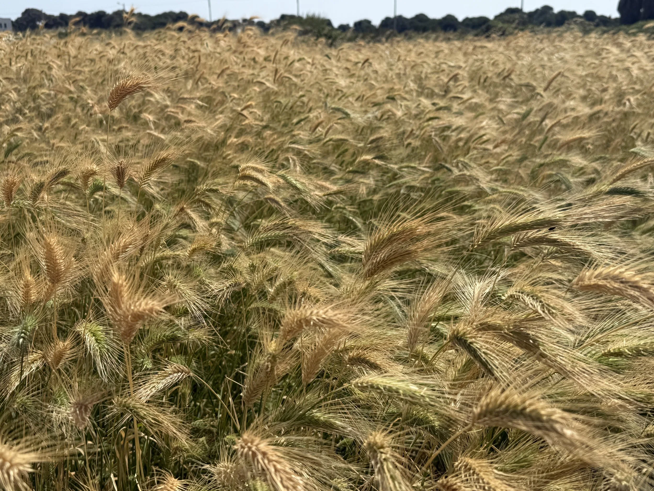 A vast wheat field with golden wheat stalks under a blue sky with a few clouds, and trees in the background.