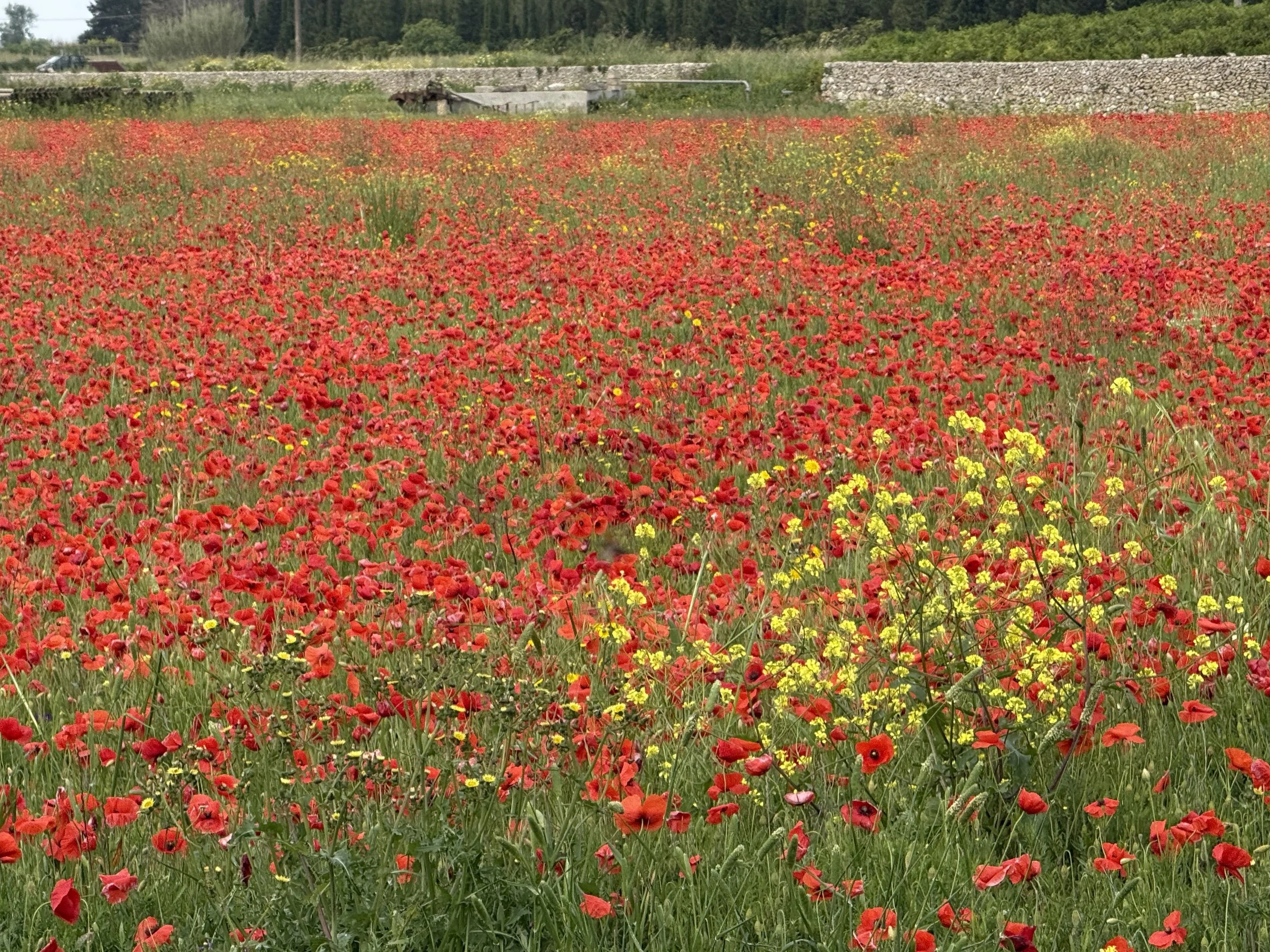 A field of red poppies with some yellow flowers in the foreground and a stone wall and trees in the background.