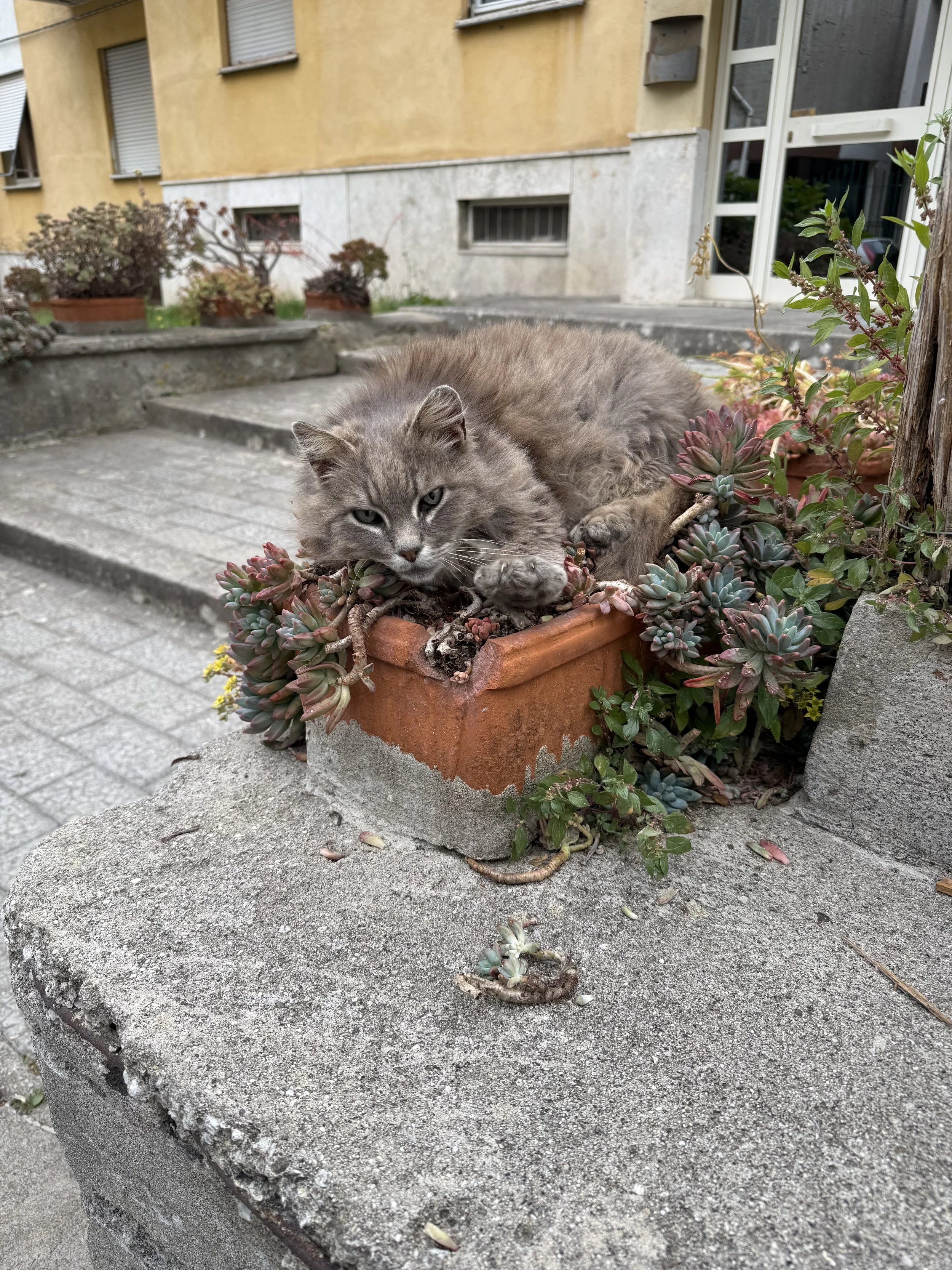 A gray cat lying in a flower pot filled with succulents on a concrete ledge outside near a building with yellow walls and small windows.