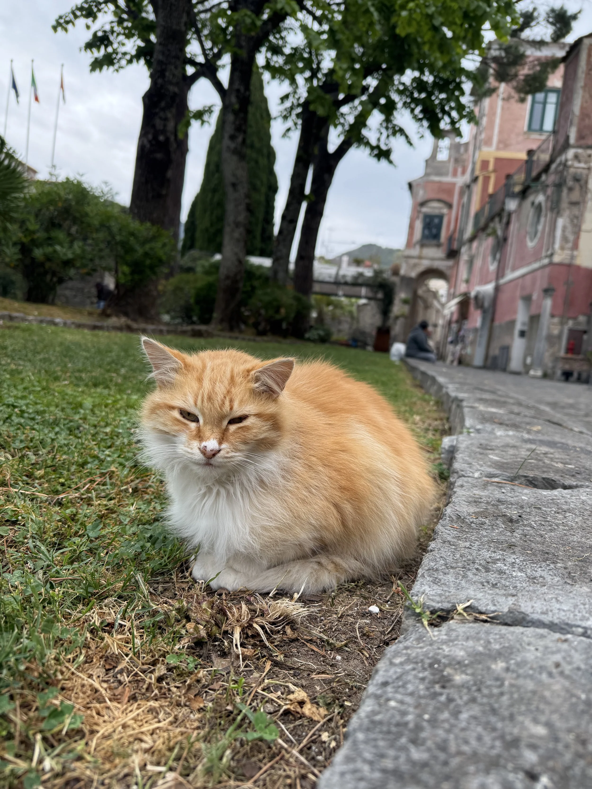 A fluffy orange and white cat lying on the grass near a paved stone walkway, with leafy trees and historic buildings in the background.